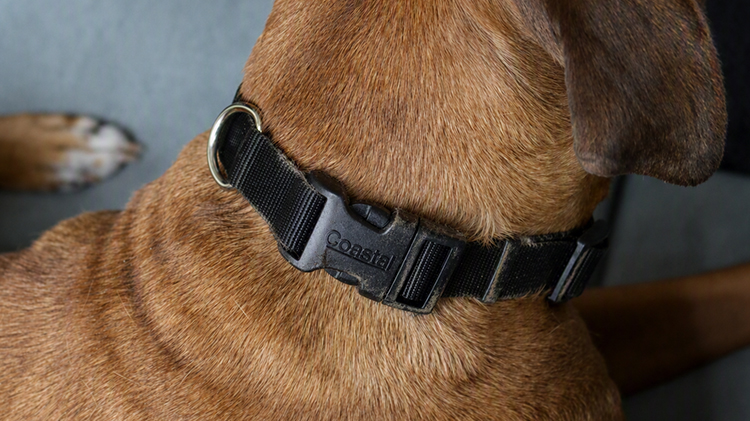 Brown dog wearing dirty black collar with embossed plastic Coastal buckle.
