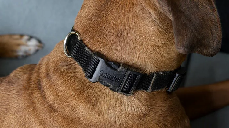 Brown dog wearing dirty black collar with embossed plastic Coastal buckle.
