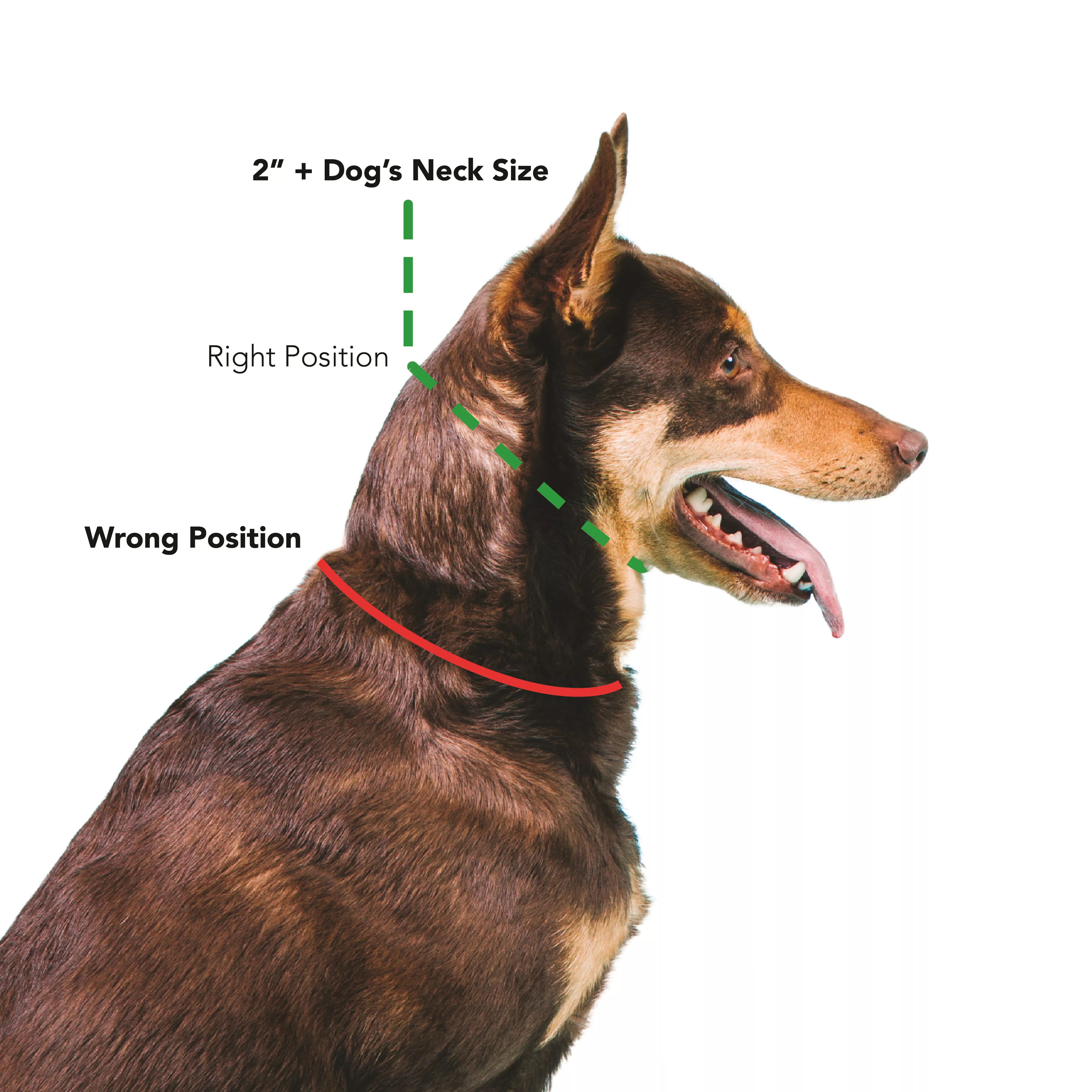 Prong collar placement
