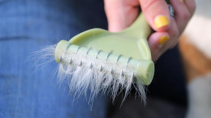 A close-up of a hand holding a Shed Magic pet grooming tool filled with light-colored fur. The de-shedding brush has metal bristles and appears effective at removing loose hair. The person has yellow-painted fingernails and is wearing blue jeans, suggesting casual grooming at home.