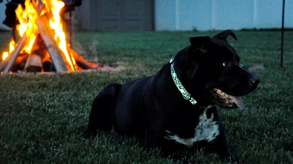 A black dog with a white patch on its chest is lying on the grass, wearing a green and white patterned Lazer Brite collar. In the background, a campfire with teepee-shaped logs emits bright flames, suggesting an evening outdoor setting.
