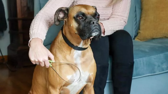 A person is using a Safari Shedding Blade to groom a large dog with short brown fur. The dog is sitting calmly on the floor next to a blue couch, while the person holds the shedding blade in one hand and gently brushes the dog's chest area. The shedding blade has a looped metal blade with a handle, designed to remove loose fur from the dog's coat.