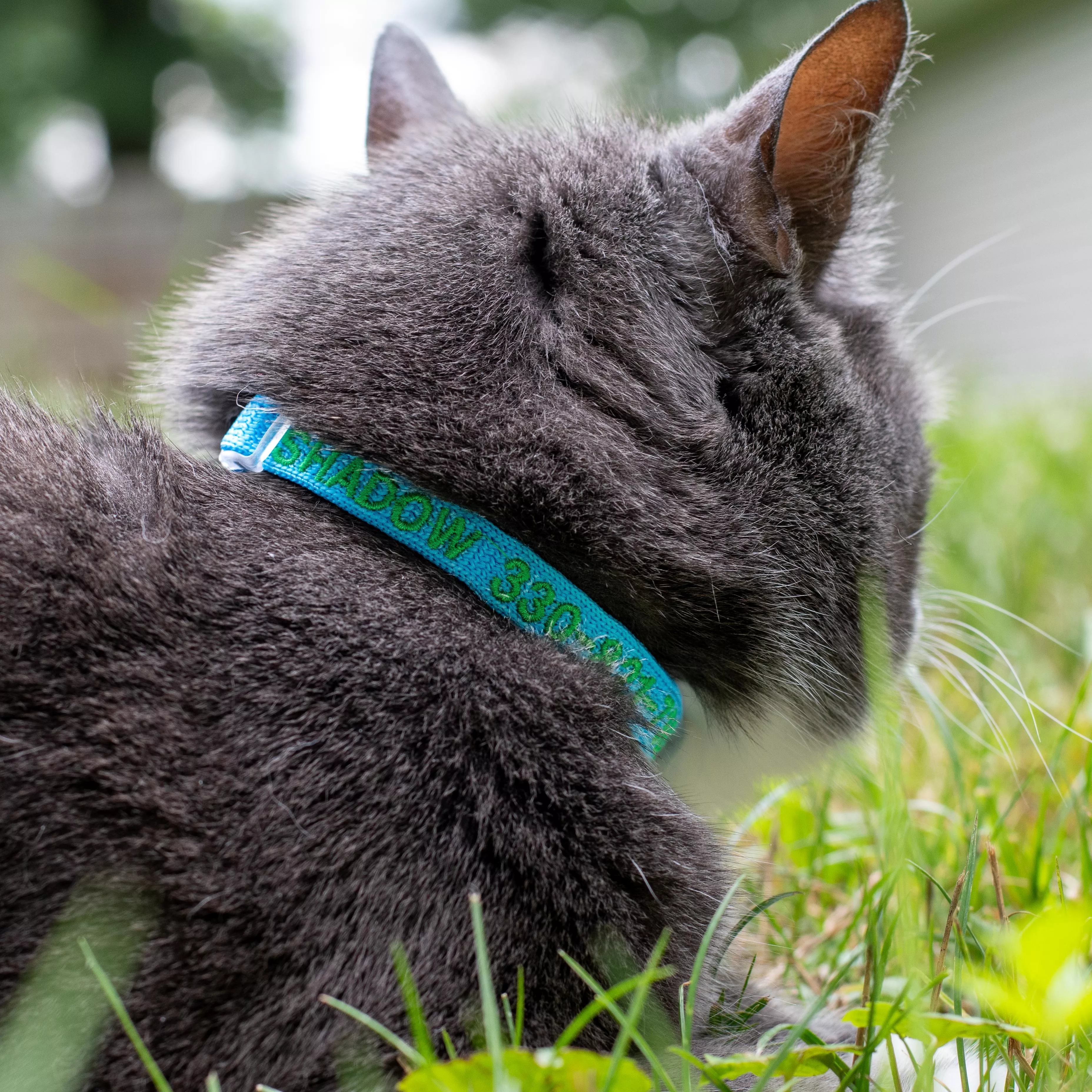 Gray cat wearing a bright blue personalized collar with embroidered text.