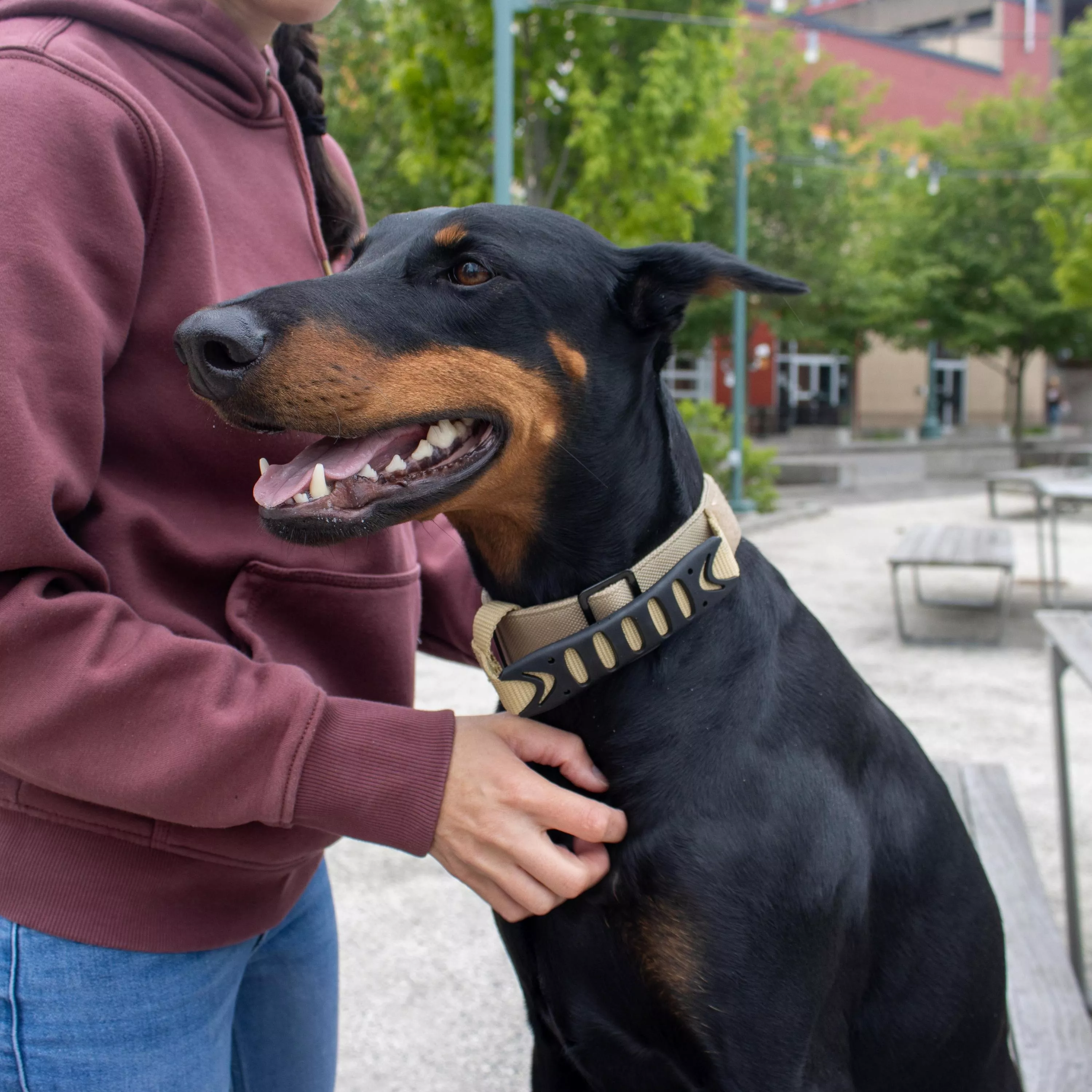Black and tan dog wearing a tan collar while standing beside a person in an outdoor seating area.