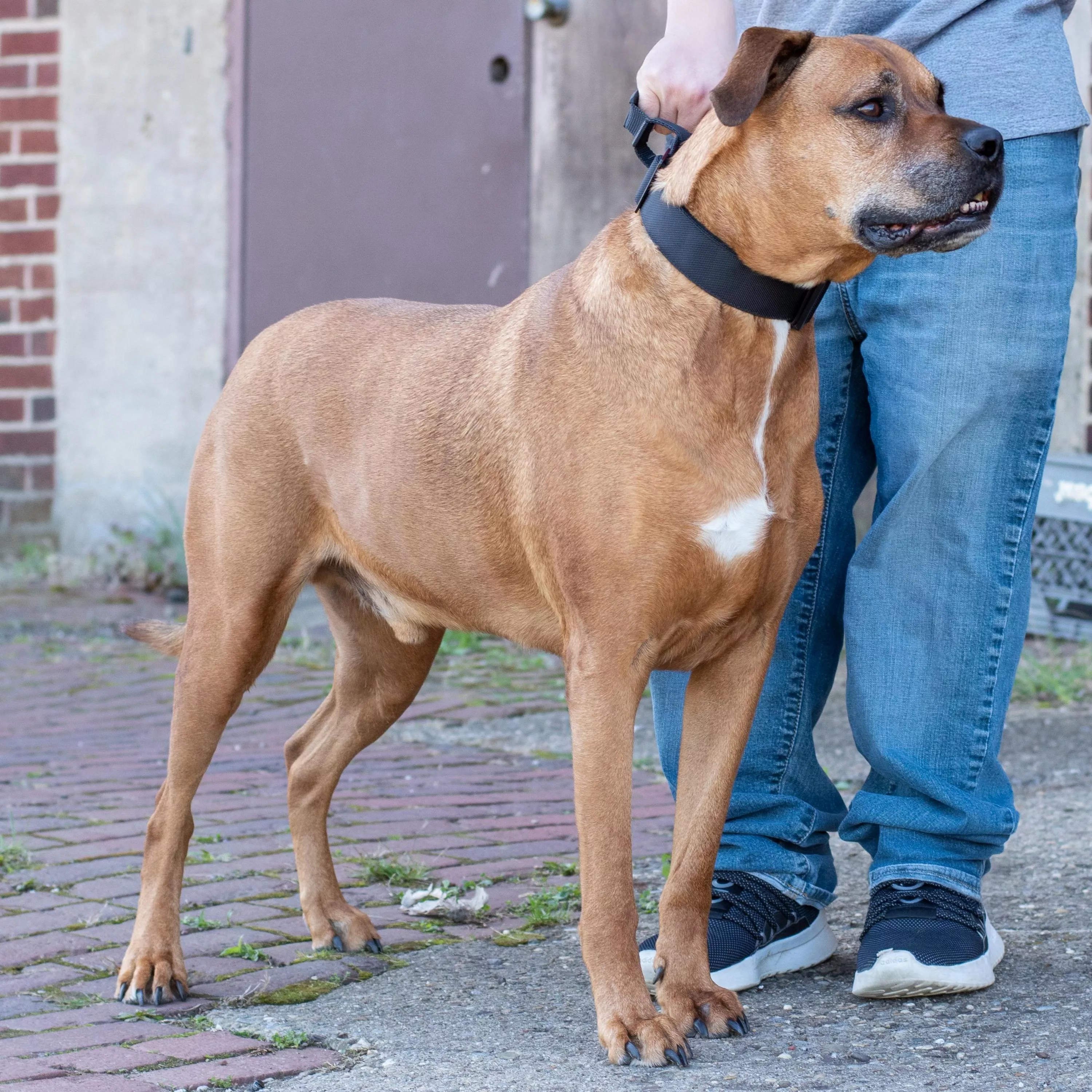 Tan dog wearing a wide black collar while standing beside a person on a brick-paved sidewalk.