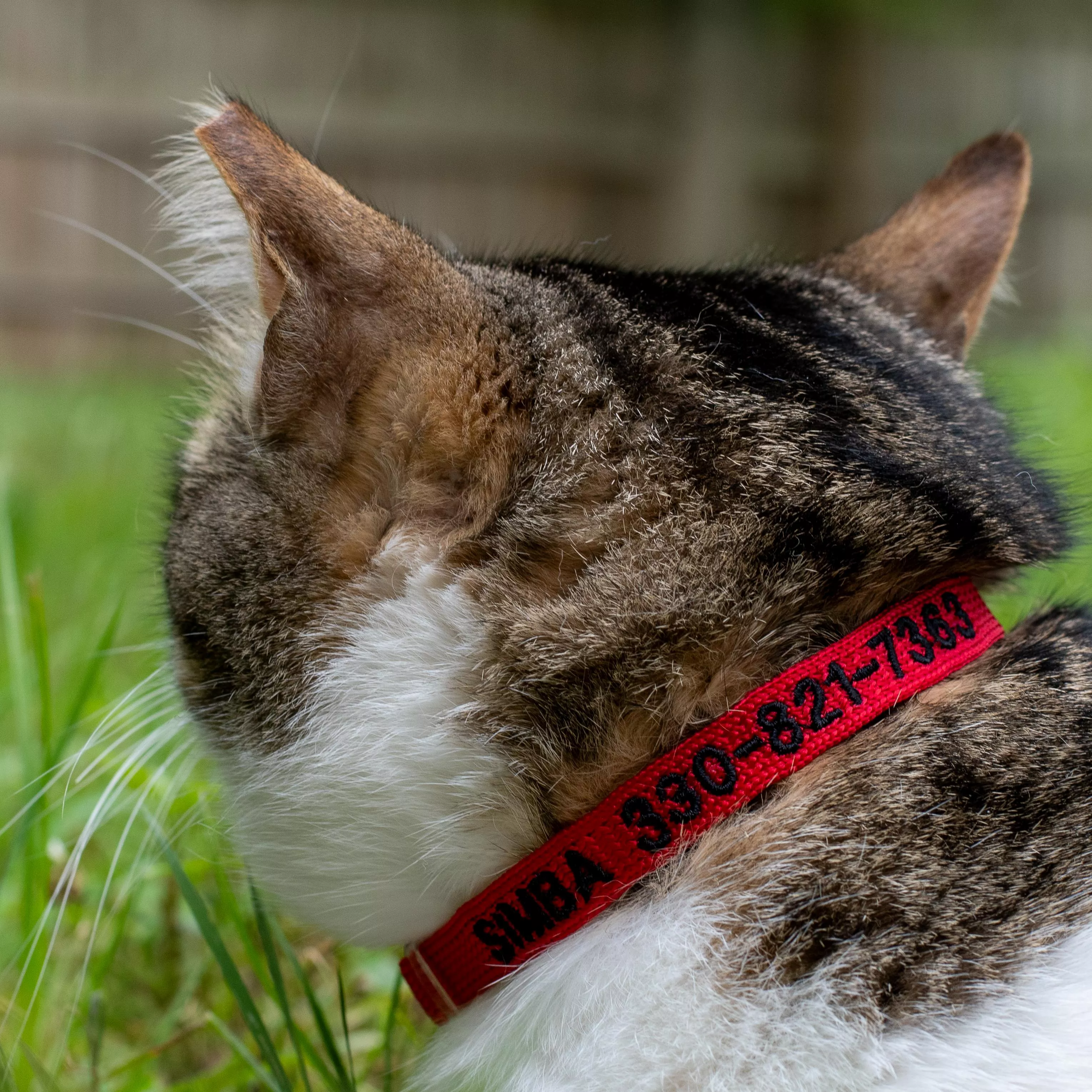 Brown tabby and white cat wearing a red collar, looking upward while resting in green grass outdoors.