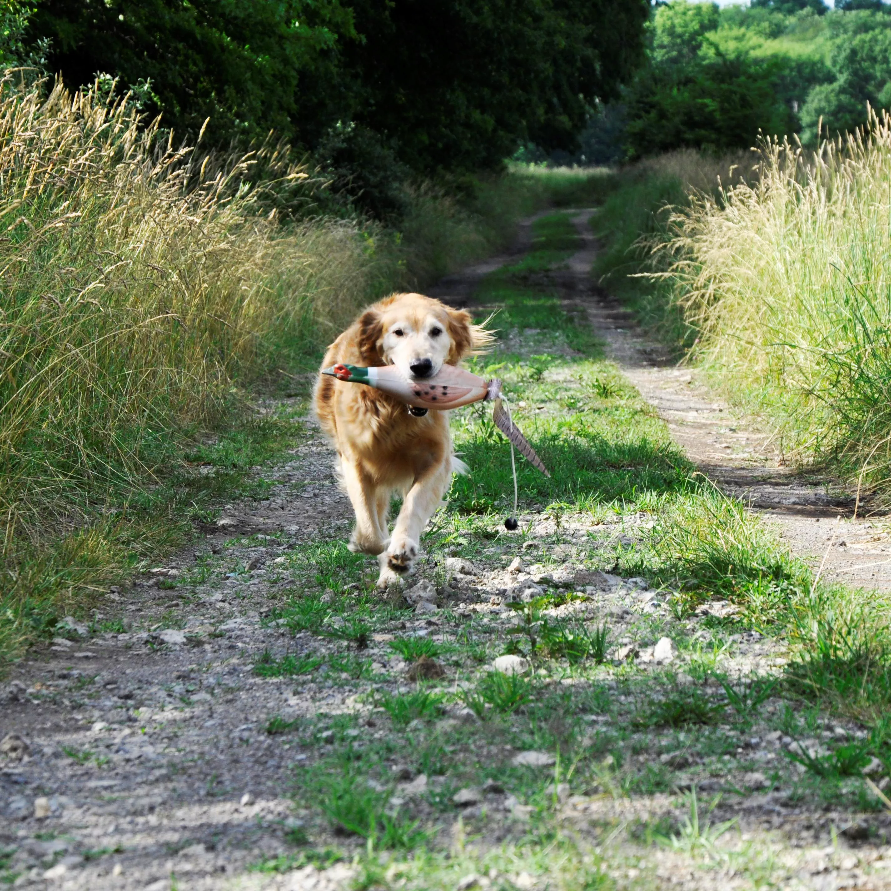 S1871 LRGPHE (1).jpg