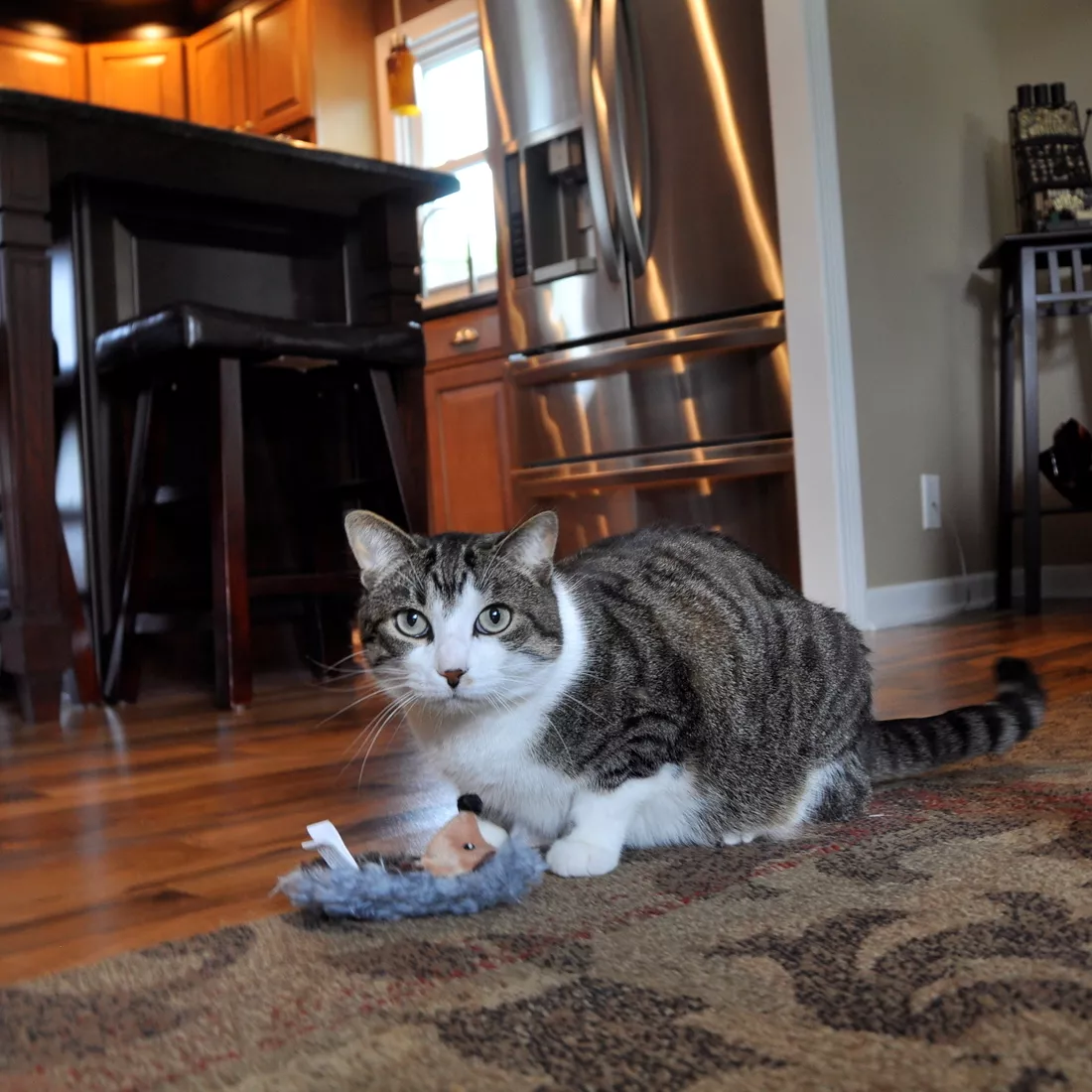 81024 HedgeHog (2).jpg