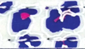 Safe Cat Glow in the Dark Adjustable Breakaway Collar