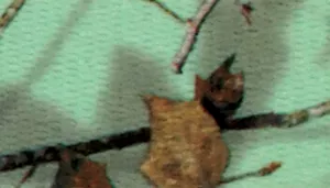 Water & Woods Adjustable Dog Collar