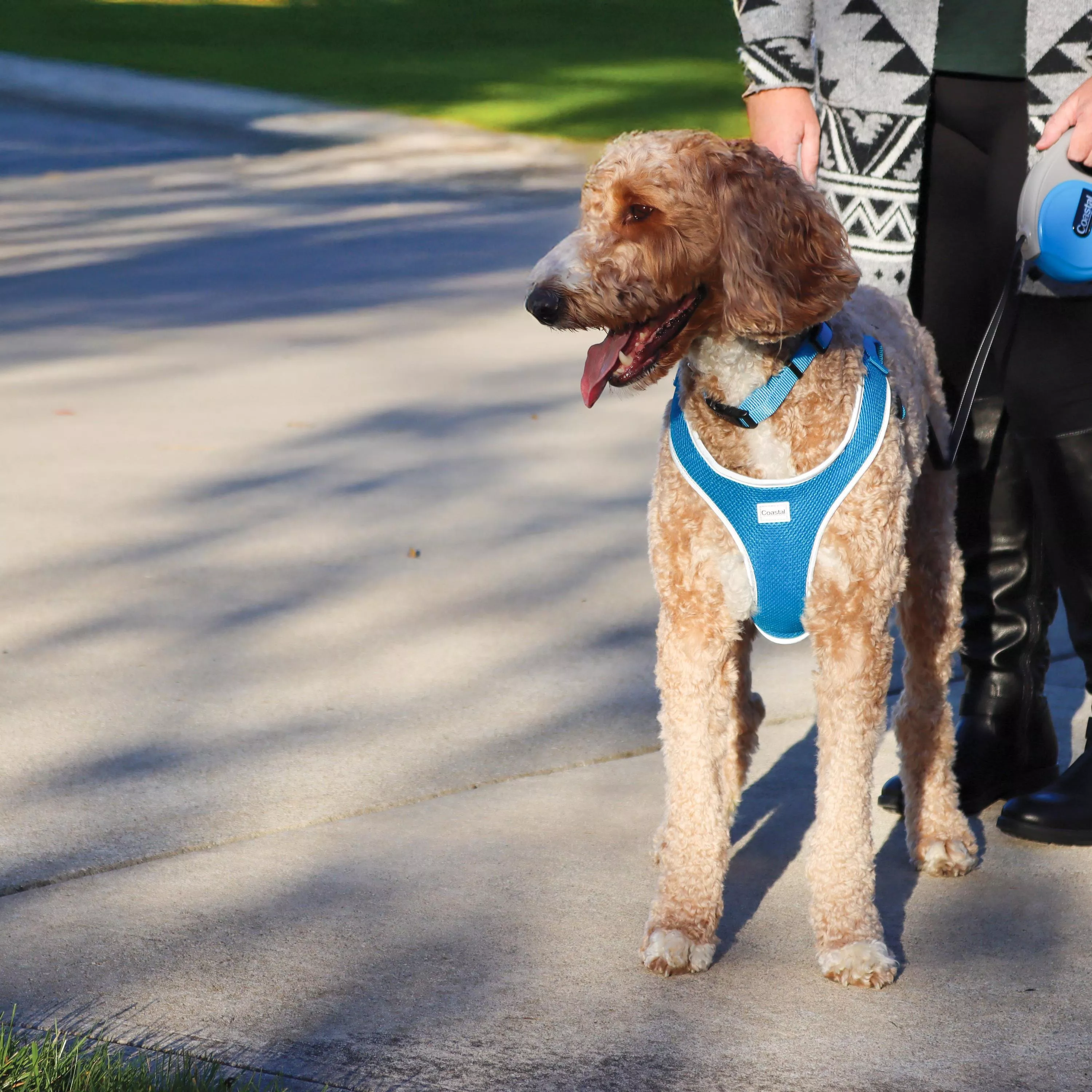 A large dog in a blue harness stands on a paved path beside a person.