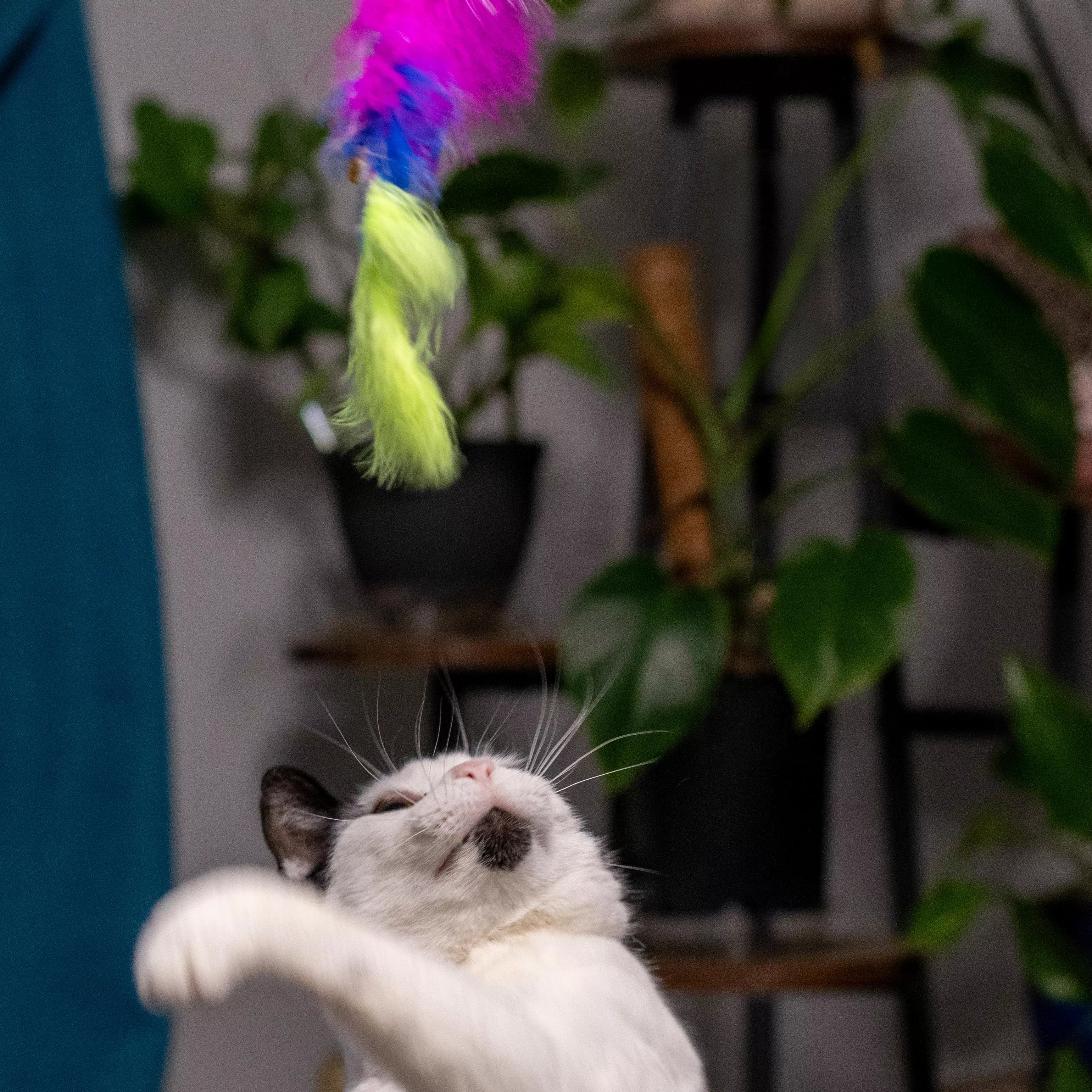 Cat reaching upward to grab a bright feather teaser toy.