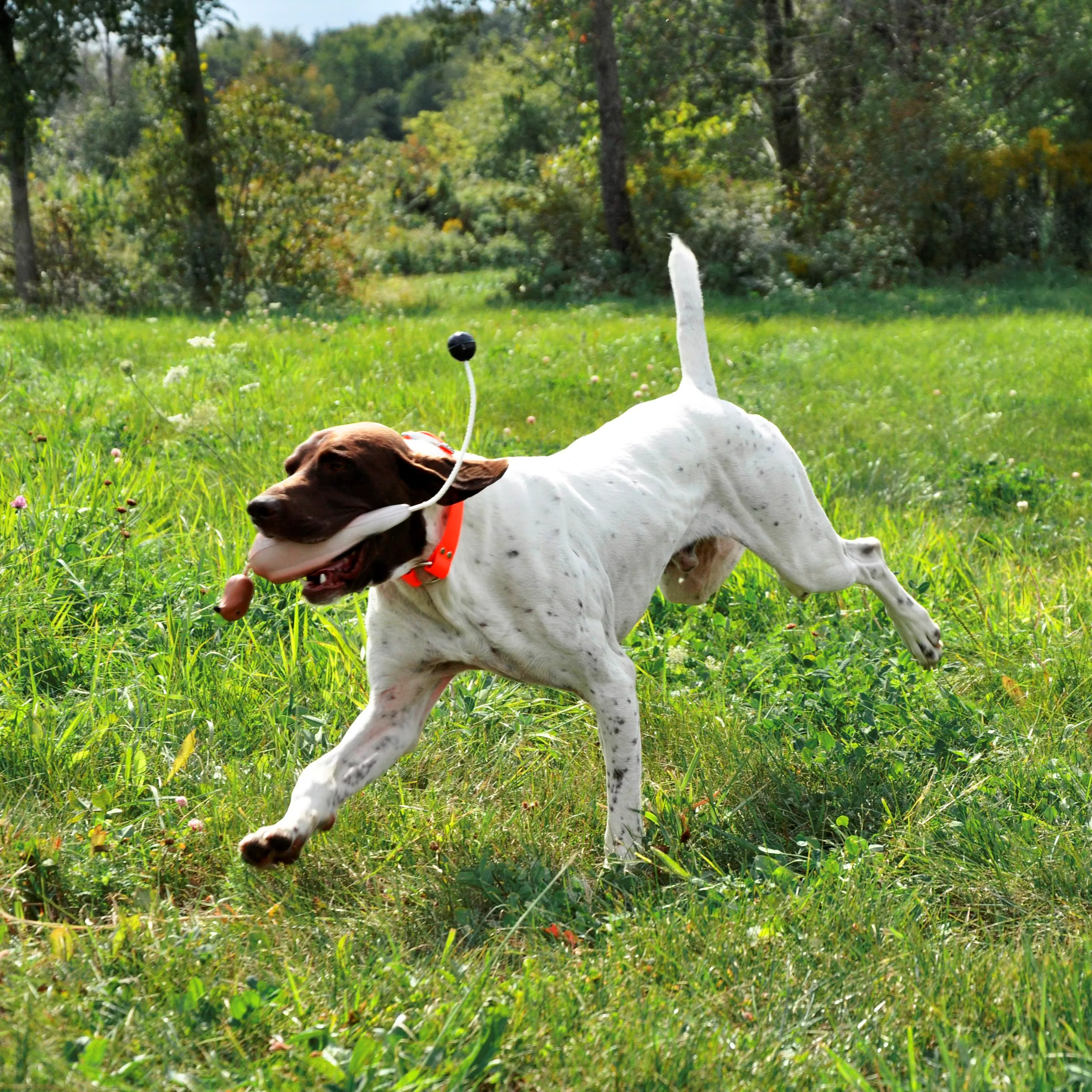 S4905 ORG S2877 DOV-2 (3).jpg