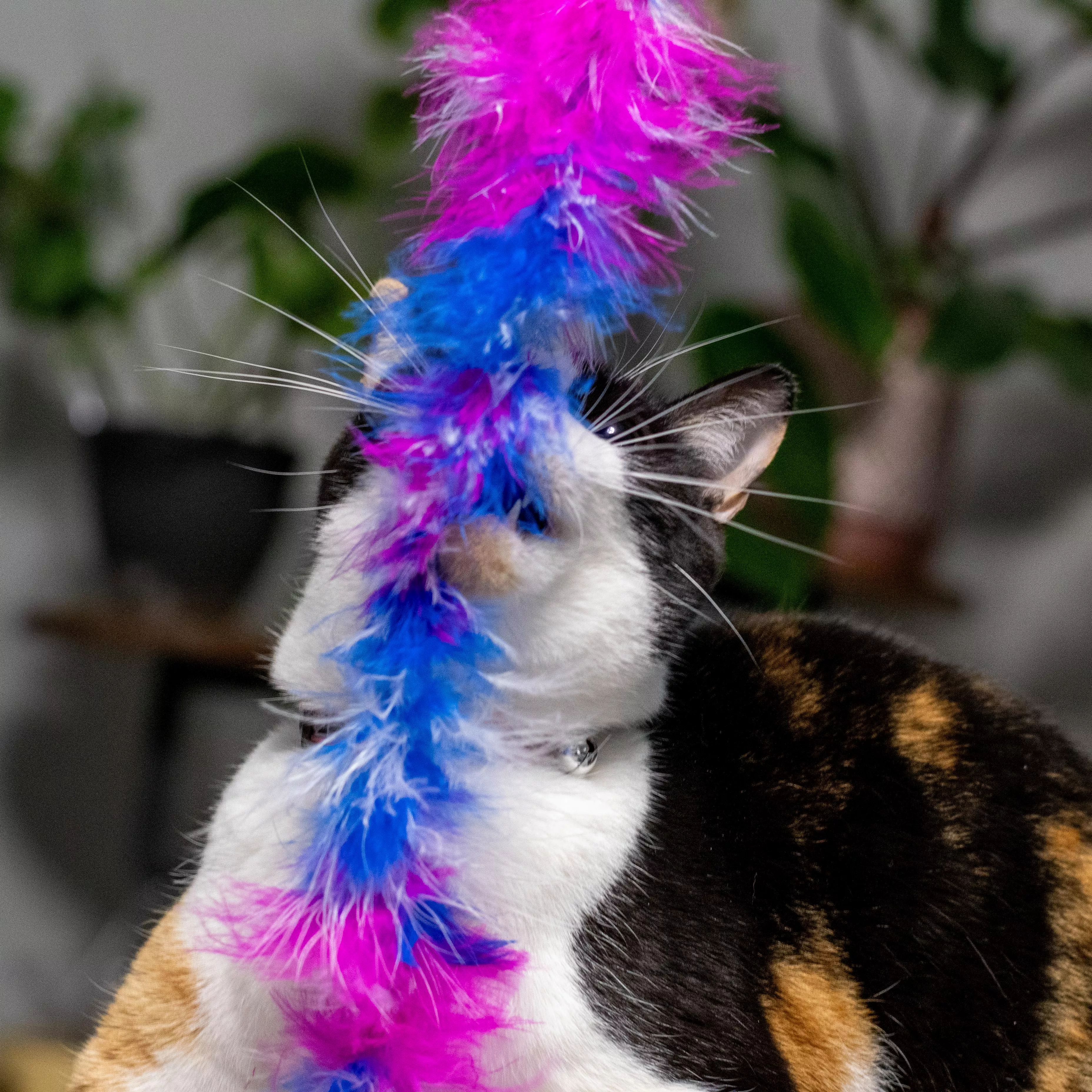 Cat actively playing with a colorful feather teaser wand indoors.