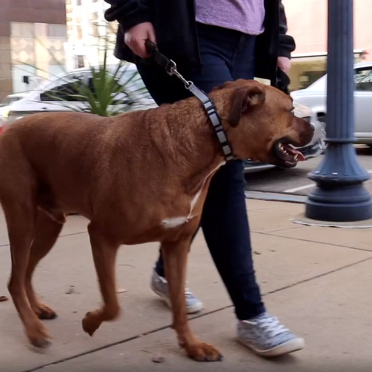 A brown dog with a short coat is walking outdoors wearing a gray training collar. The collar is made of linked gray segments with black padded interior plates. A leash is attached to a metal ring at the back of the collar. The background includes a sidewalk and buildings.