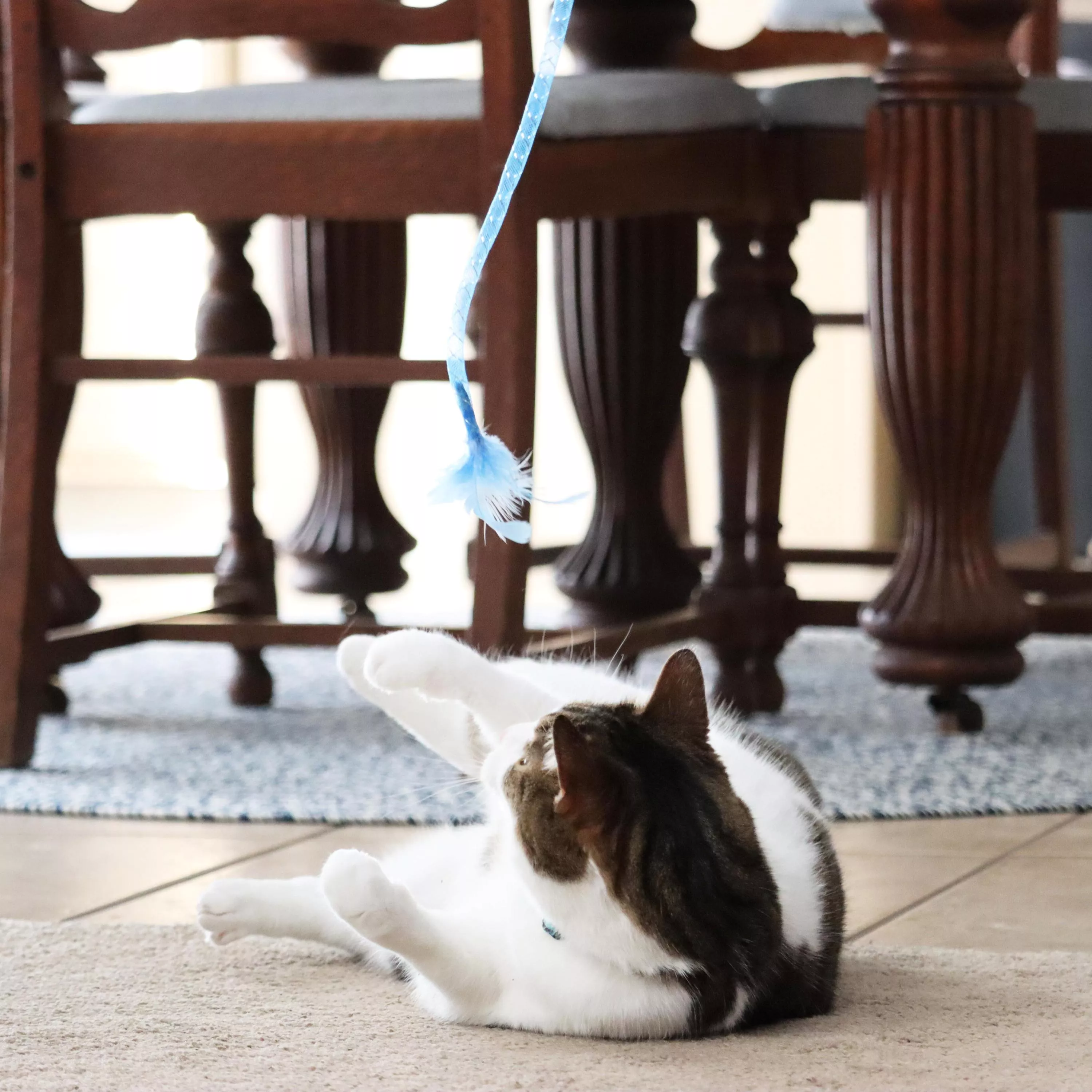 A cat sits on a tan floor beneath wooden furniture, looking up at a blue wand toy being held above with a long blue string dangling down.