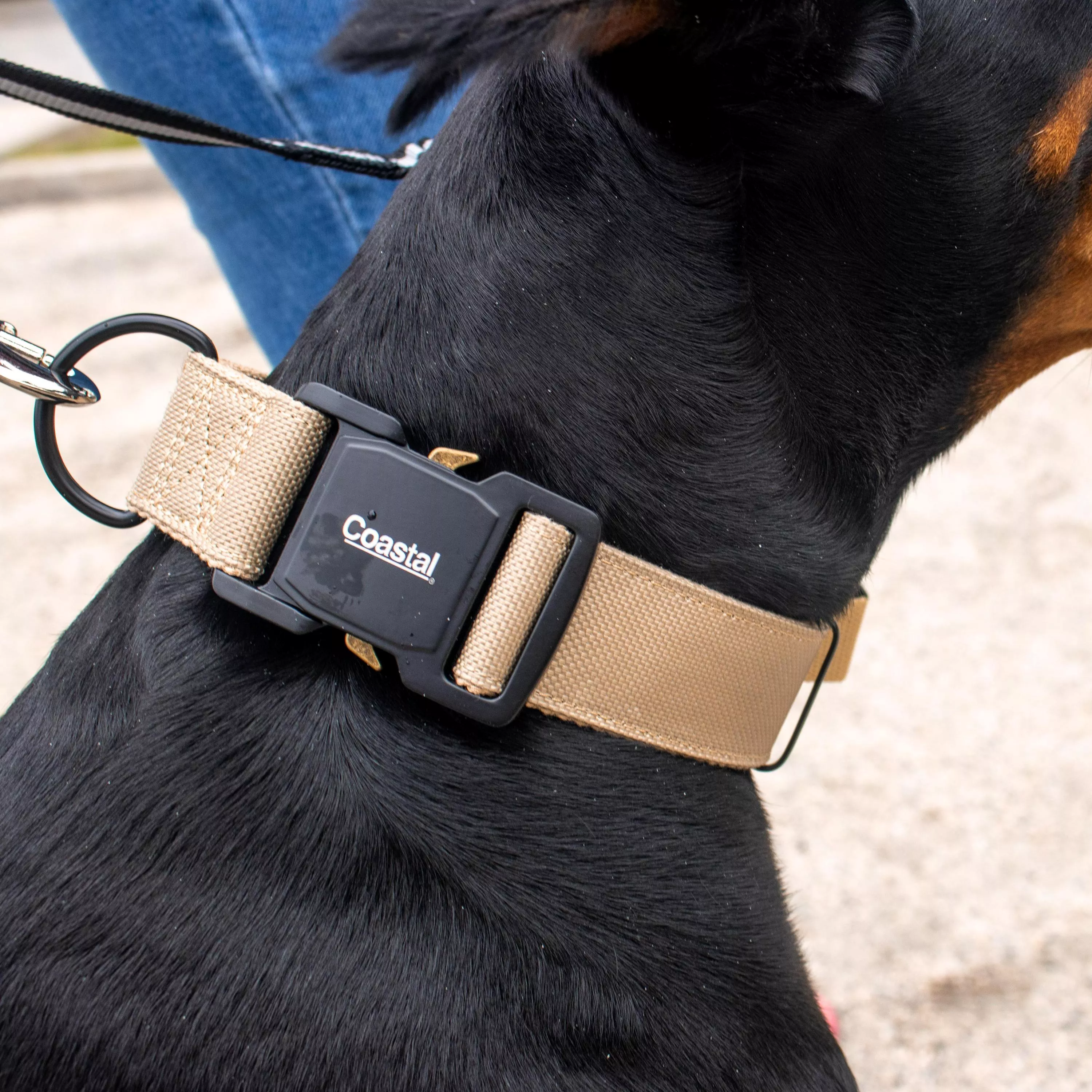 Close-up of a tan nylon dog collar with a black buckle attached to a black and tan dog's neck.
