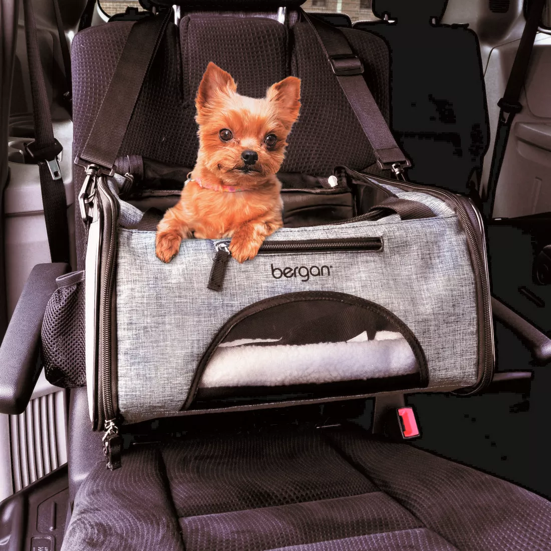 DogInBooster (1).jpg