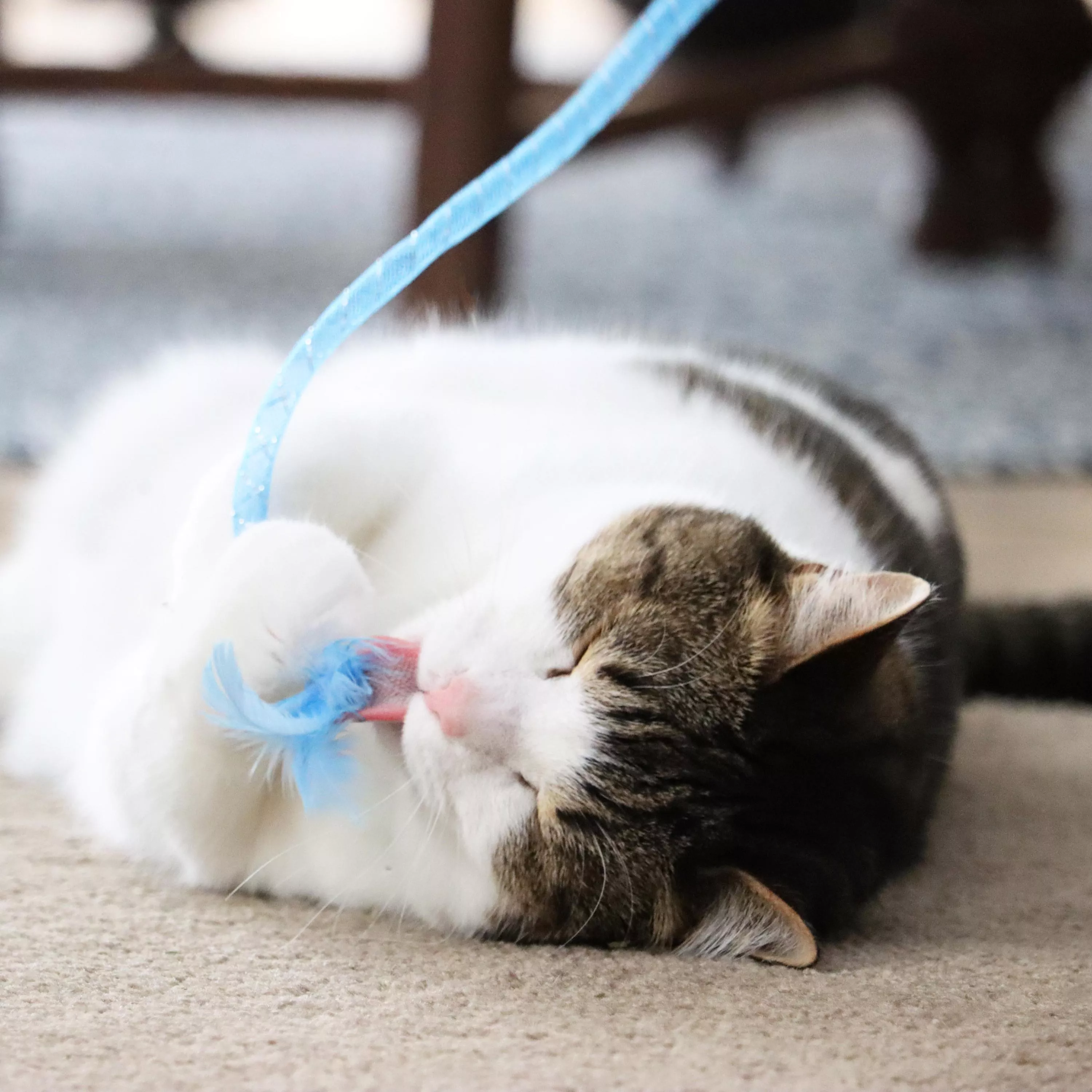 A cat on its back, clutching a blue feather toy close with all four paws wrapped around it.