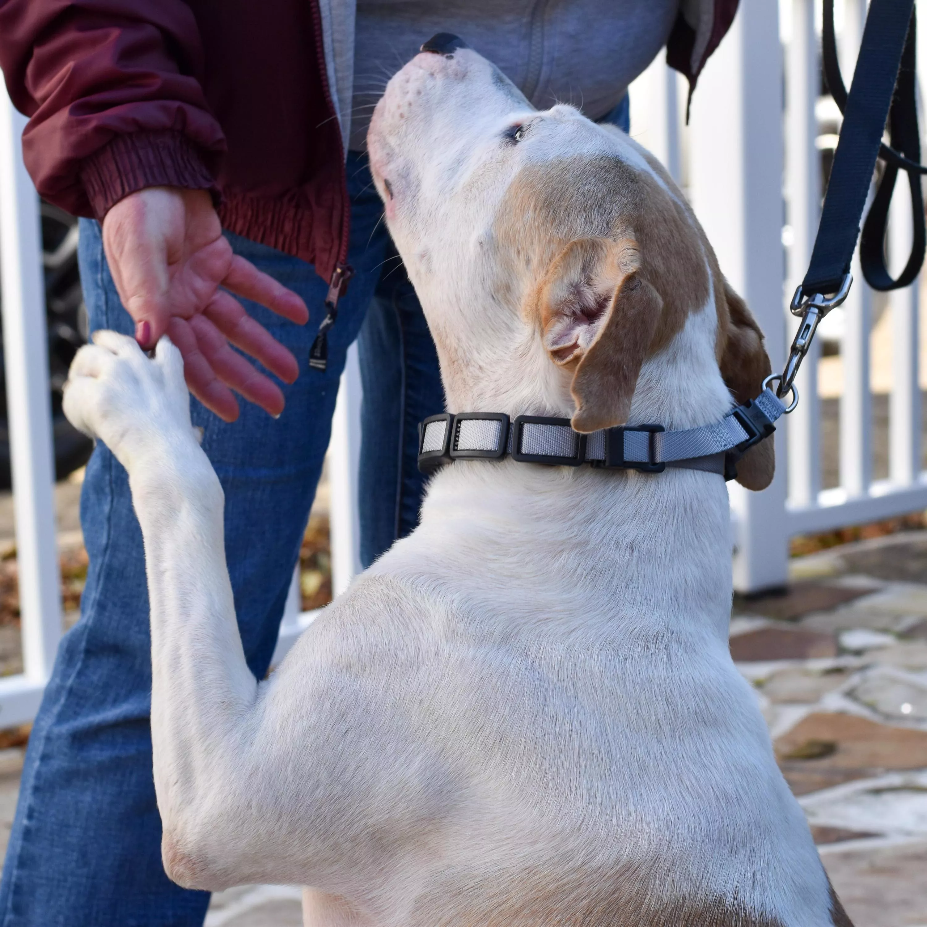 A dog outdoors  wears a gray training collar with a structured, layered band and metal hardware. The collar sits evenly around the neck while a person’s hands and casual clothing are partially visible nearby.