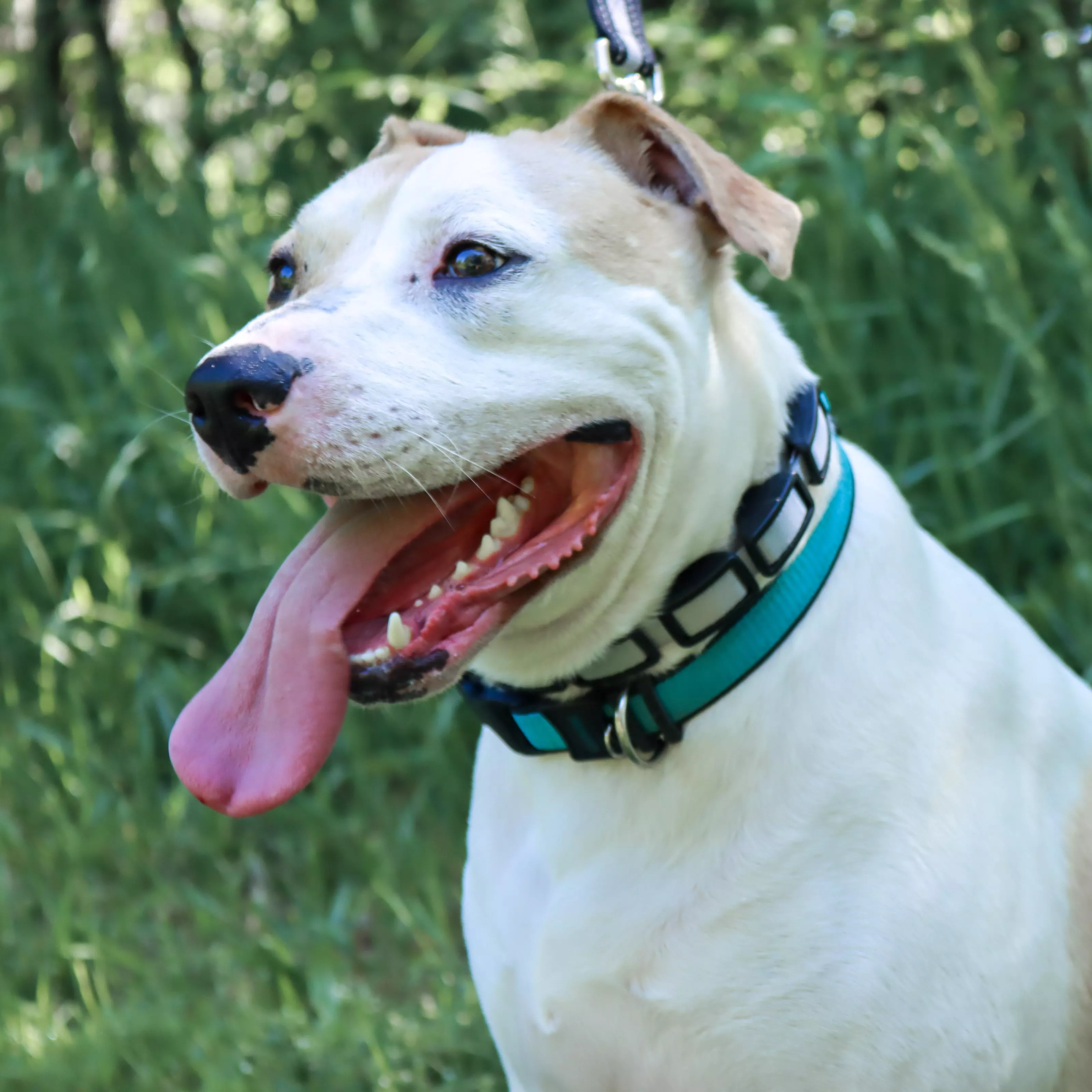 A white dog with short fur is wearing a gray training collar while sitting outdoors. The collar has gray linked segments with black padded interiors. A leash attaches to a metal ring at the back. The background shows greenery and bright natural light.