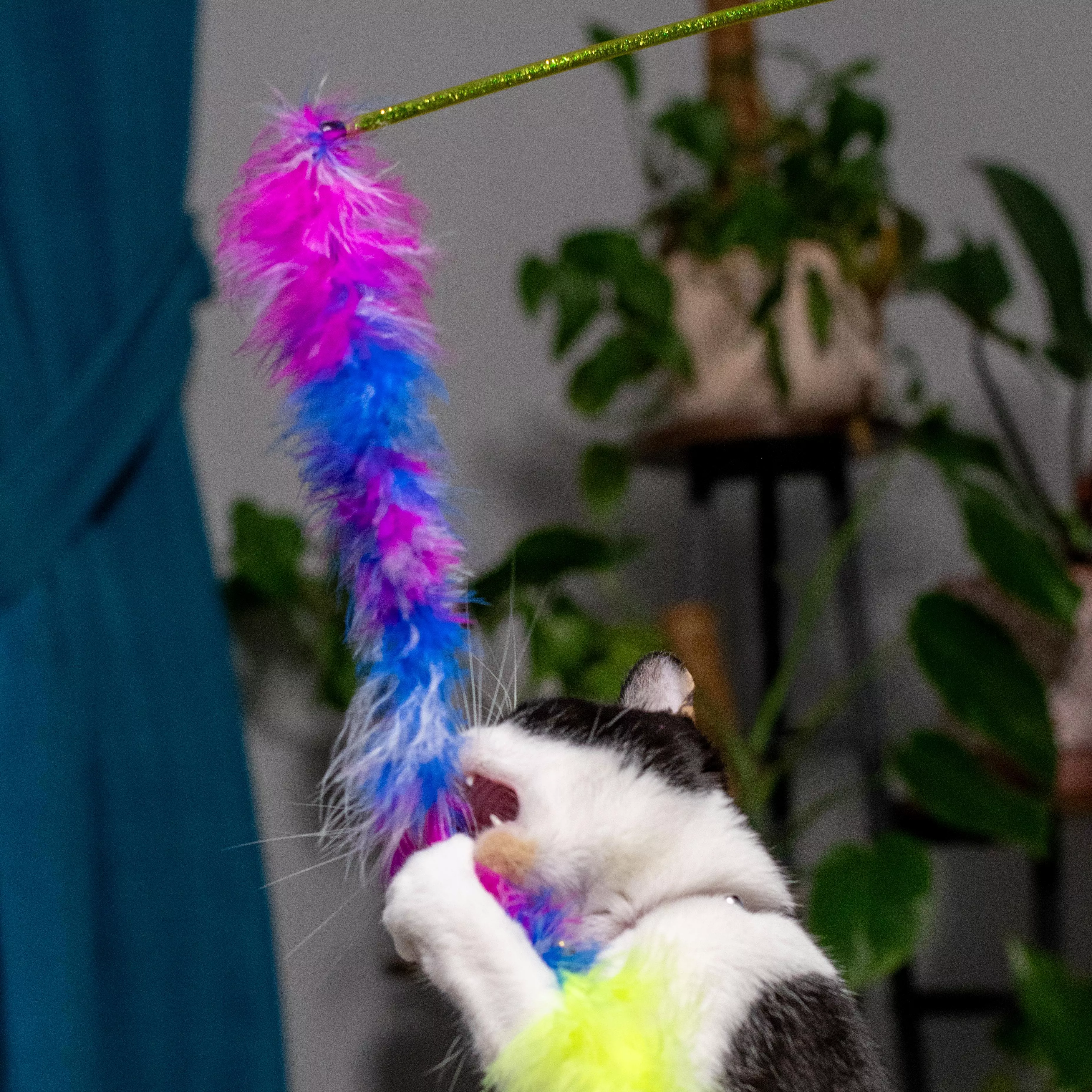 Cat standing on hind legs swatting at a multicolored feather teaser.