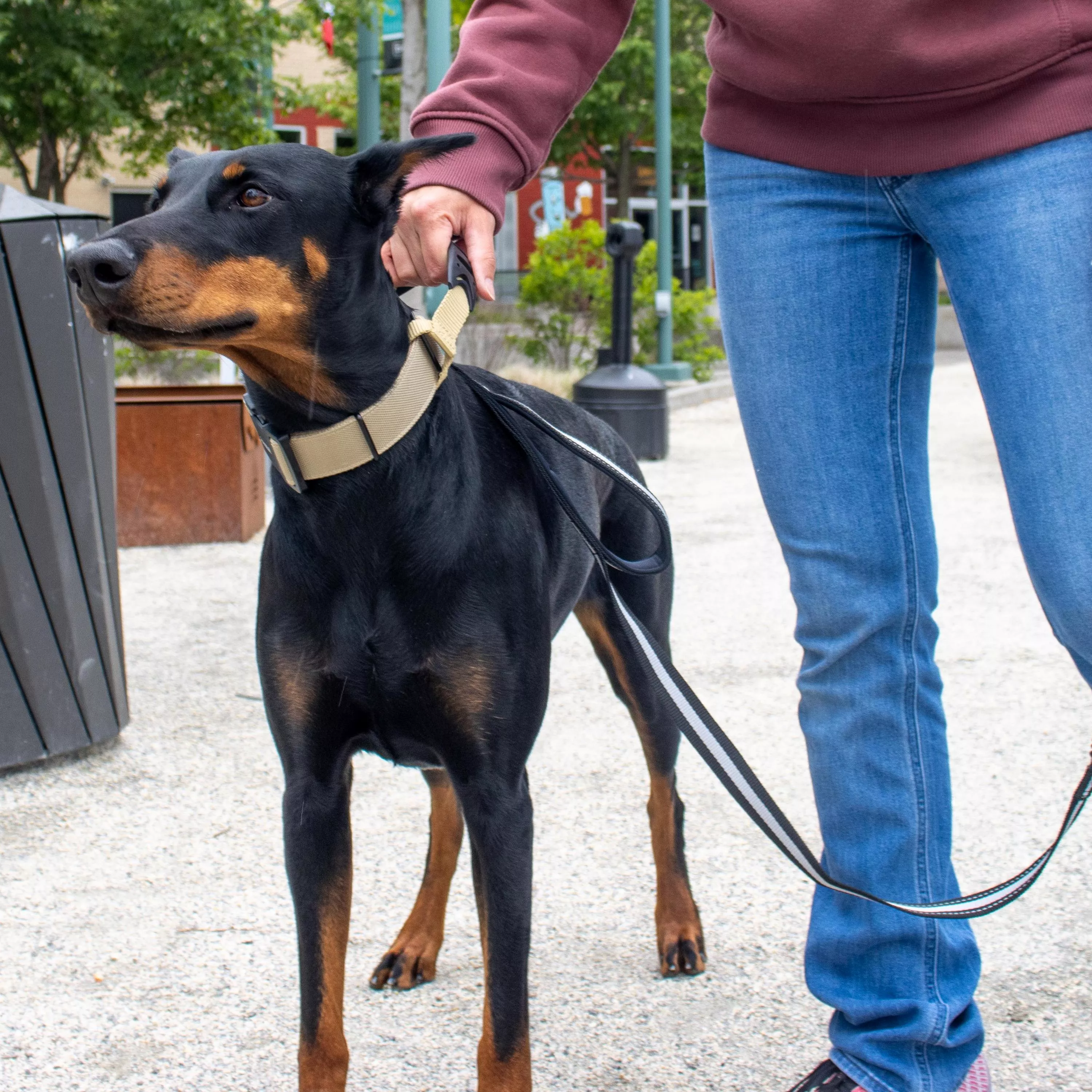 Black and tan dog standing on a leash while a person holds the collar handle in an outdoor plaza.