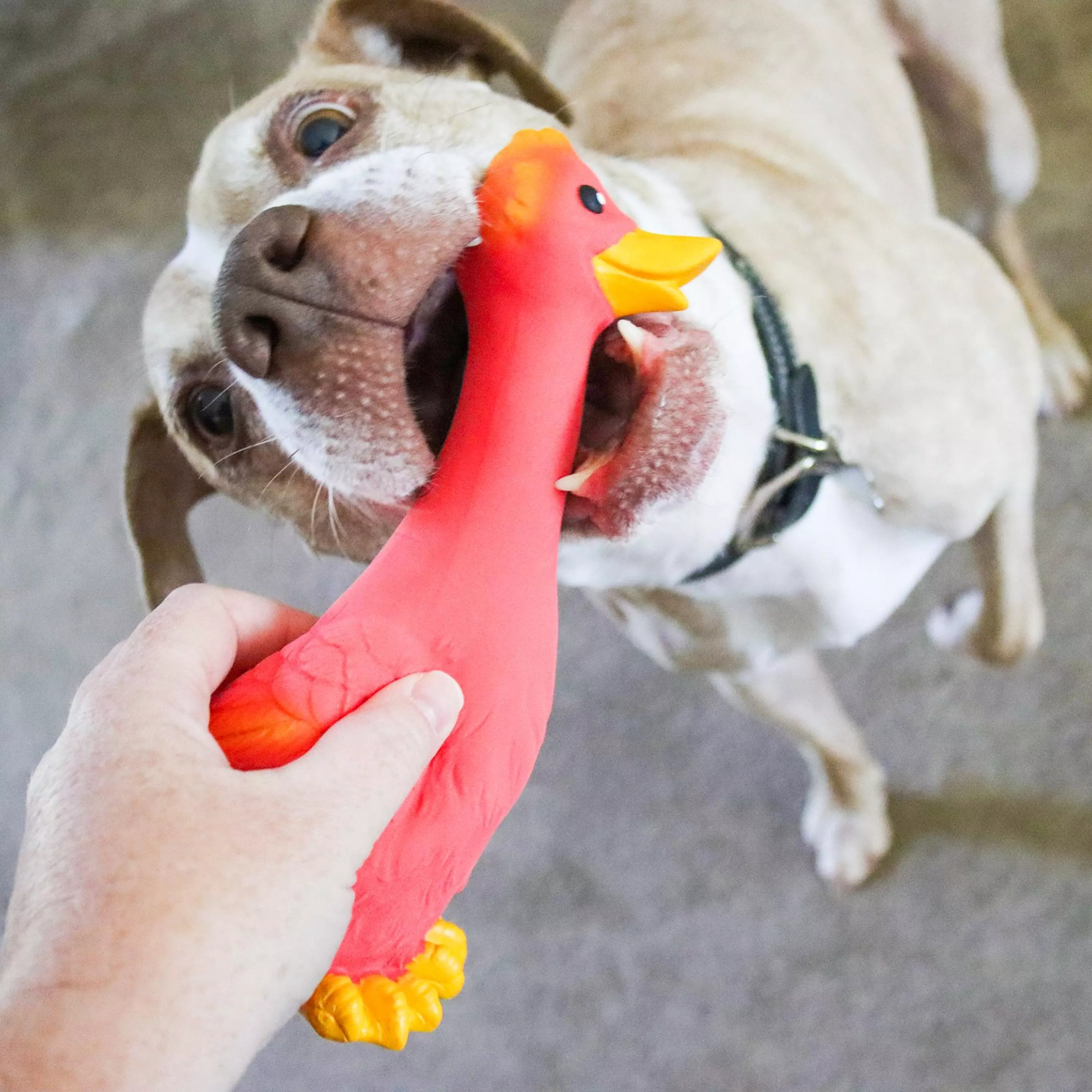 83188  R REDDOG_2-2.jpg