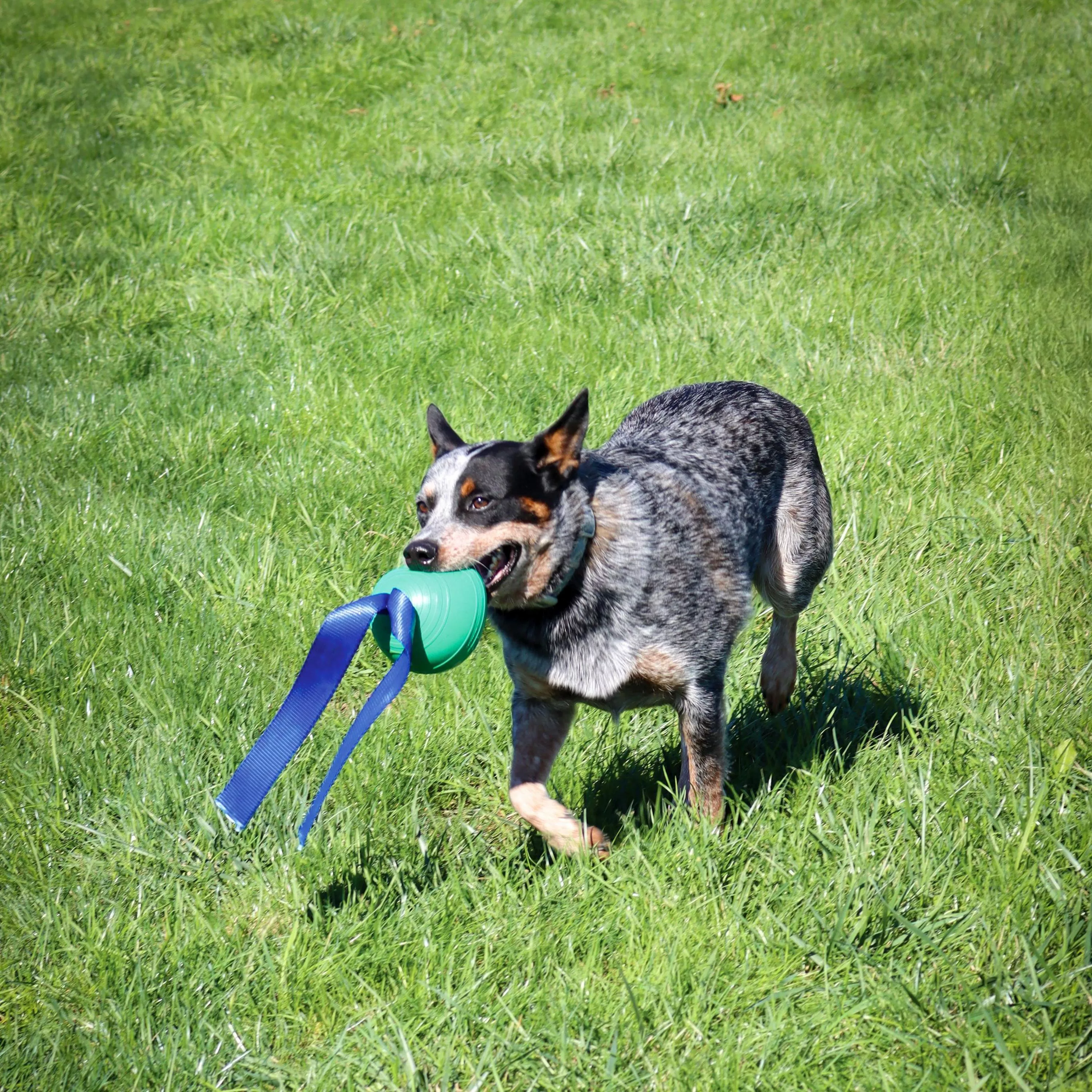 KORE_Toys&Equine29 2