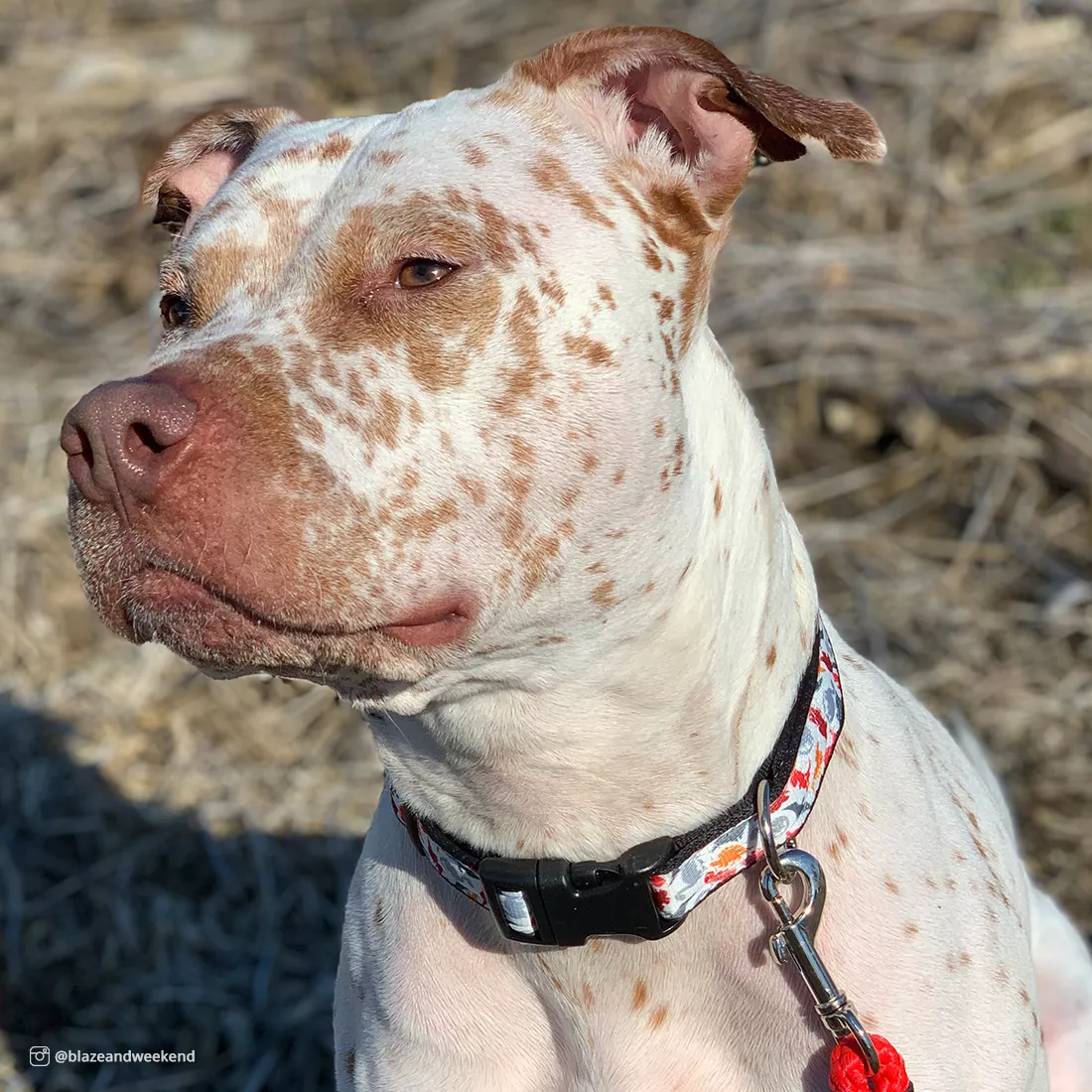 AD Dinosaur collar.jpg