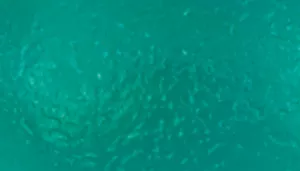 Li'l Pals Antimicrobial Toys