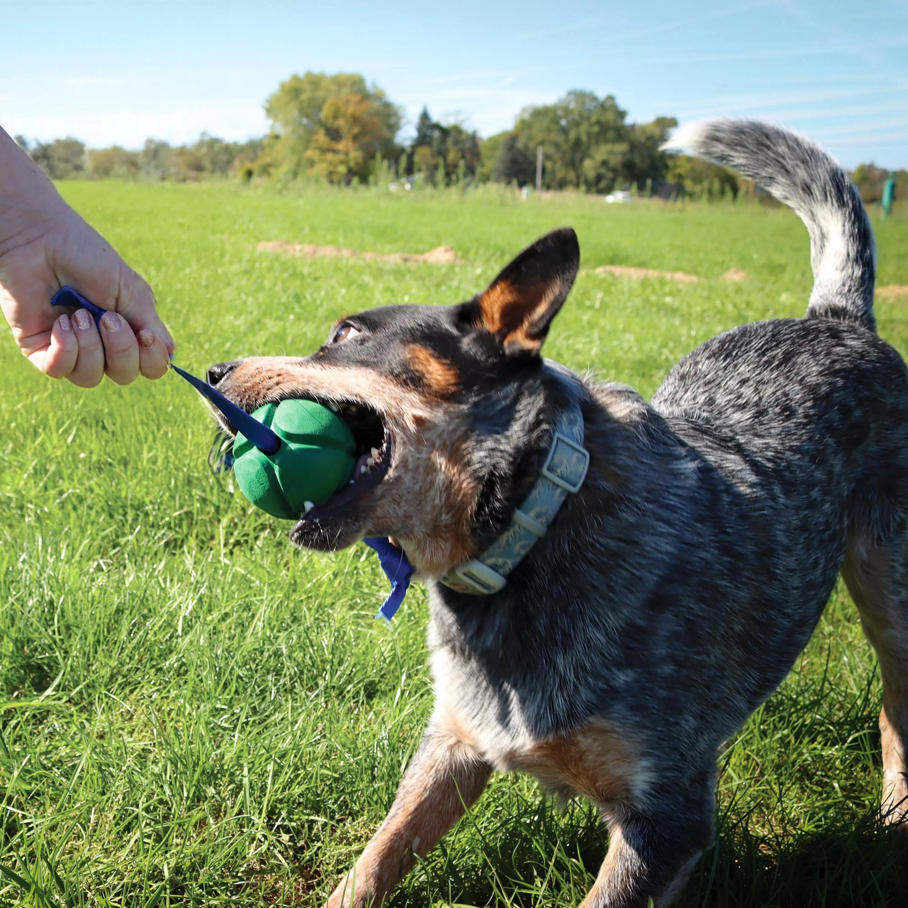 KORE_Toys&Equine23-2 (1).jpg