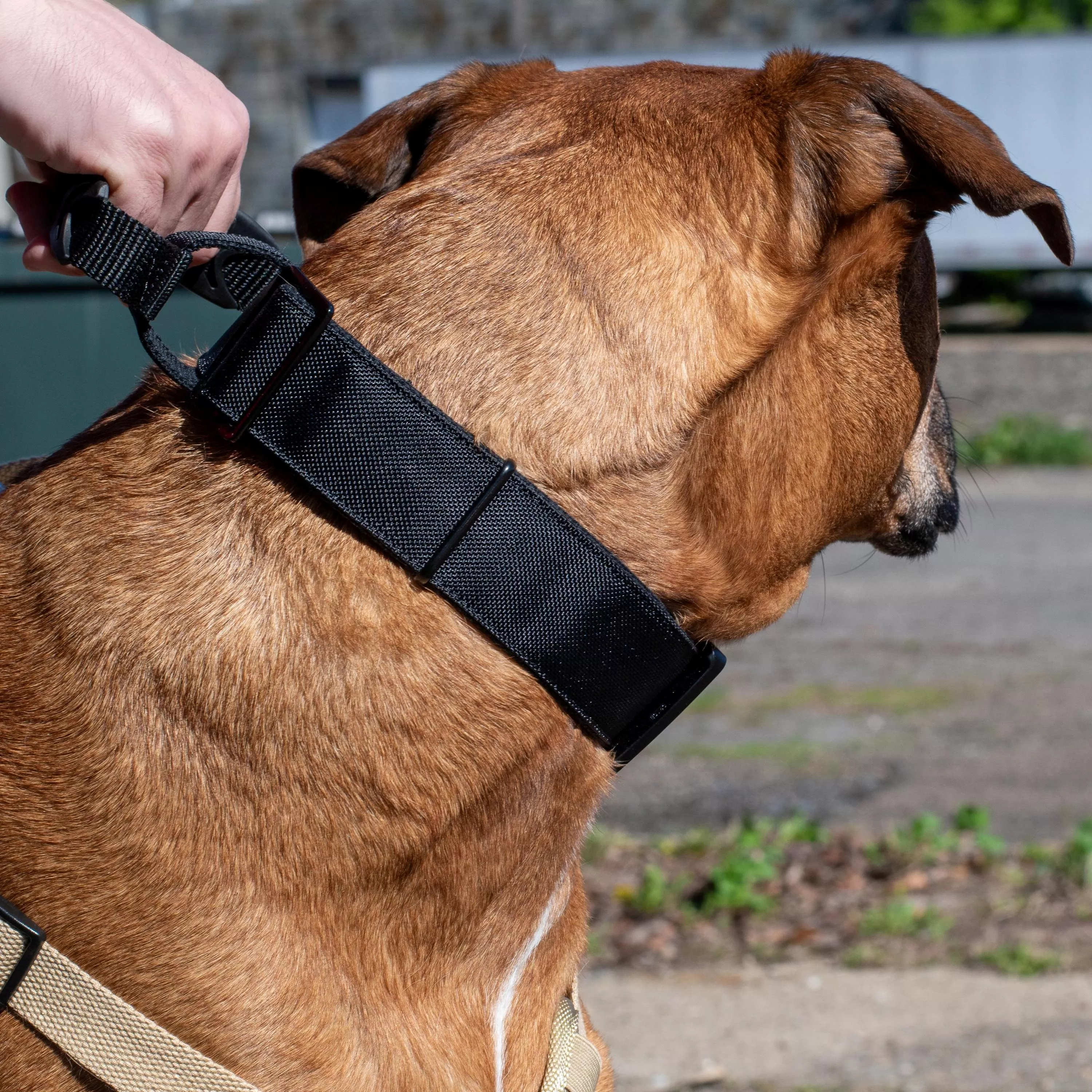 Close-up of a tan dog wearing a wide black collar, with a hand holding the collar handle.