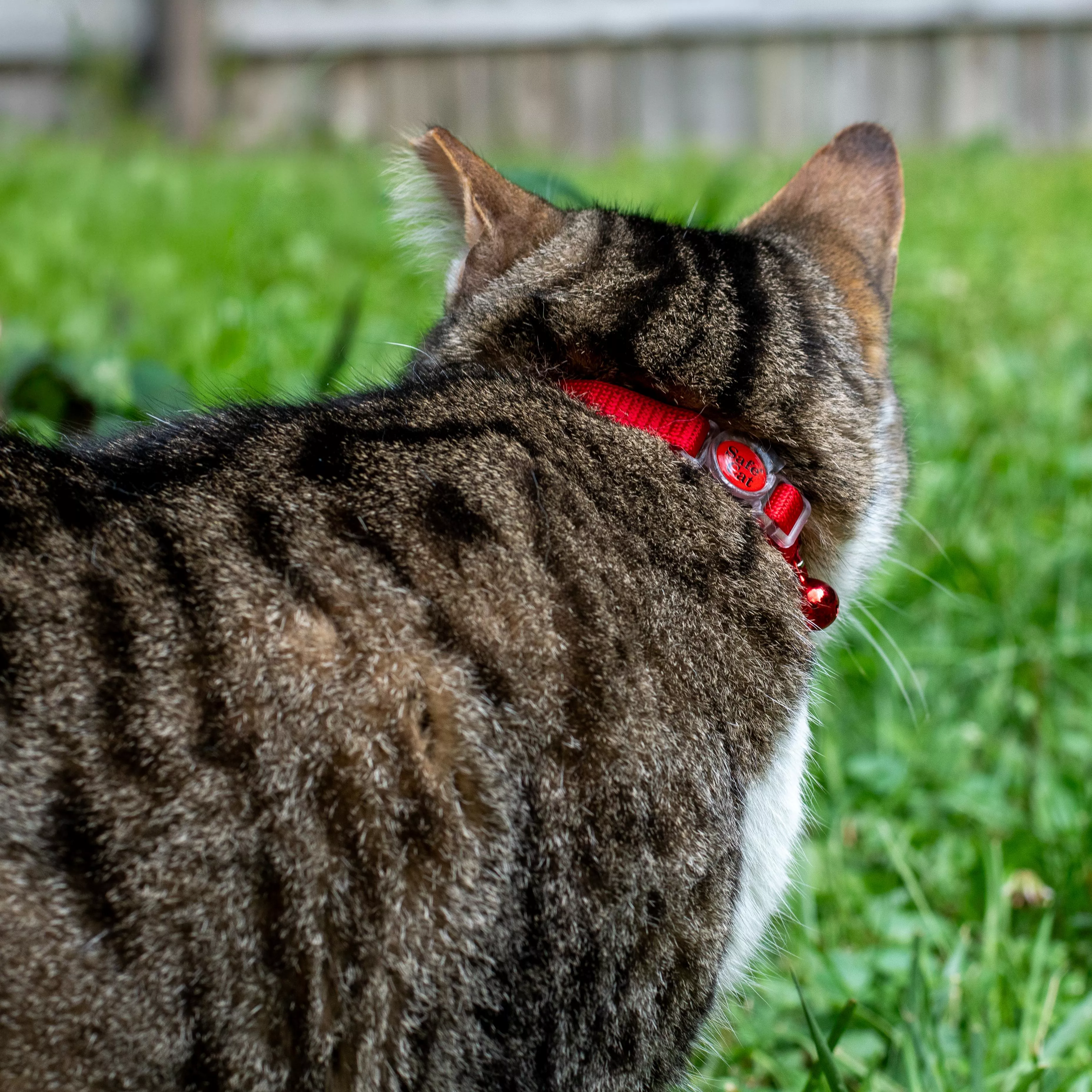 Brown tabby cat wearing a red collar, viewed from behind while standing in green grass outdoors.