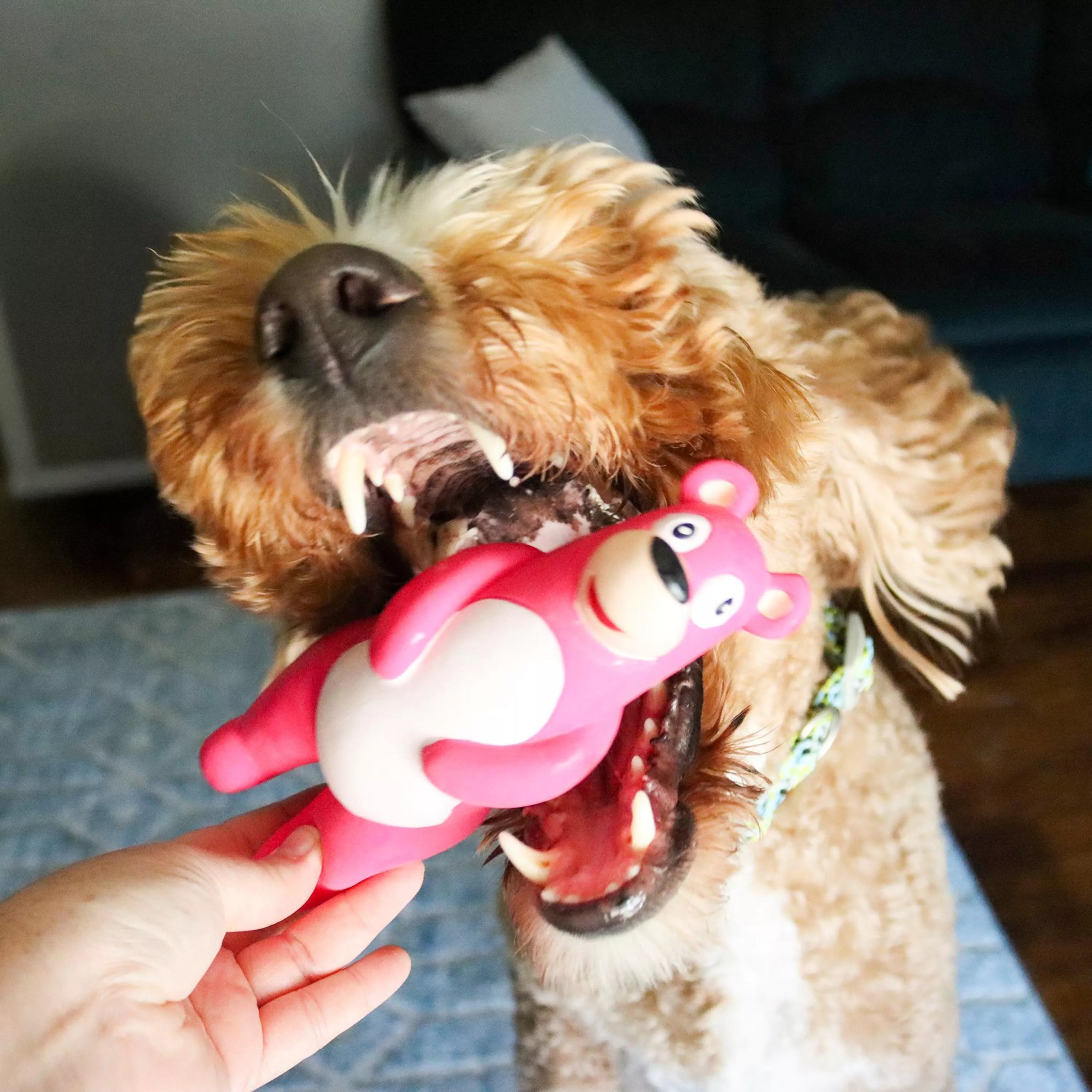 83189  R PNKDOG_2-2.jpg