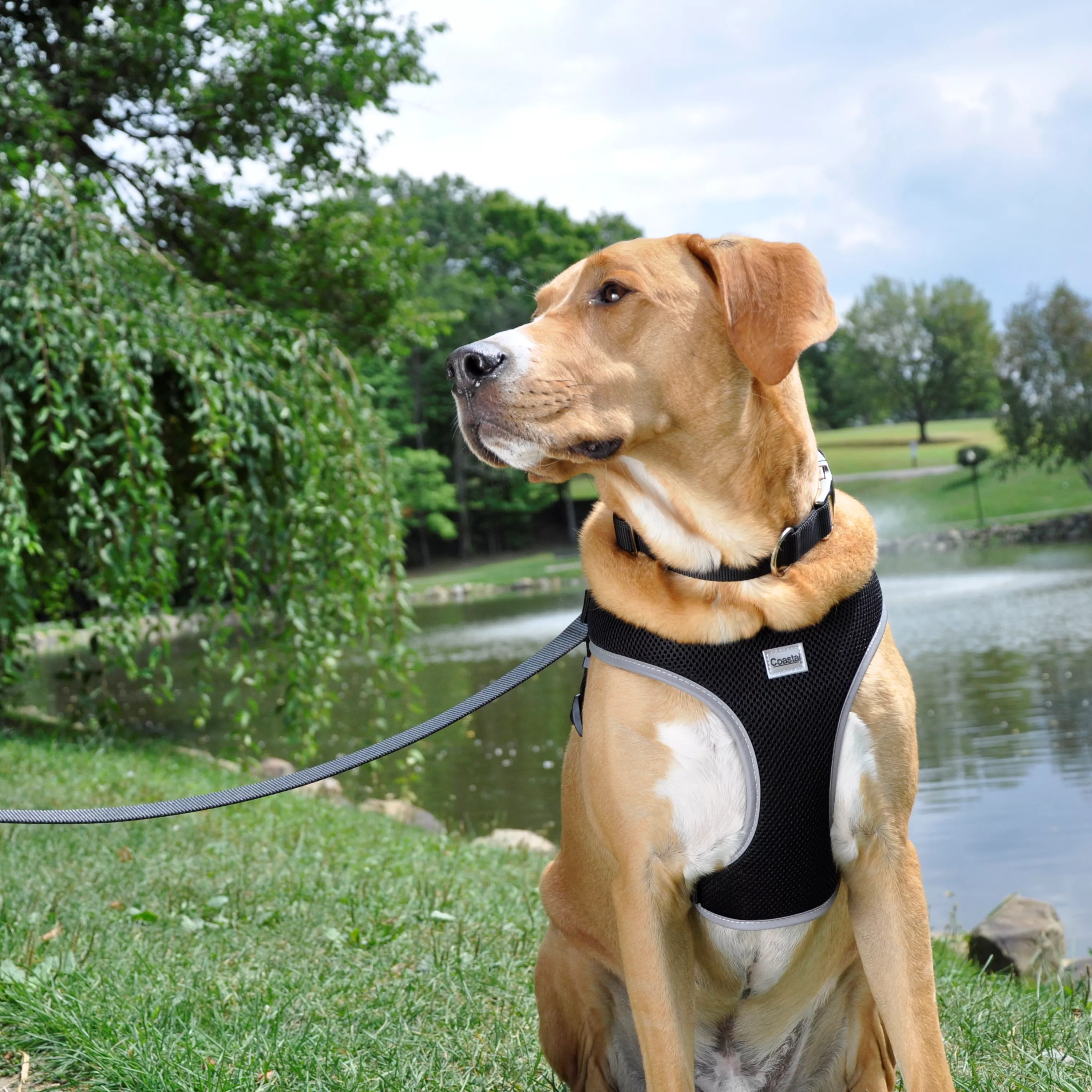 A tan dog wearing a black harness stands on grass near a pond.