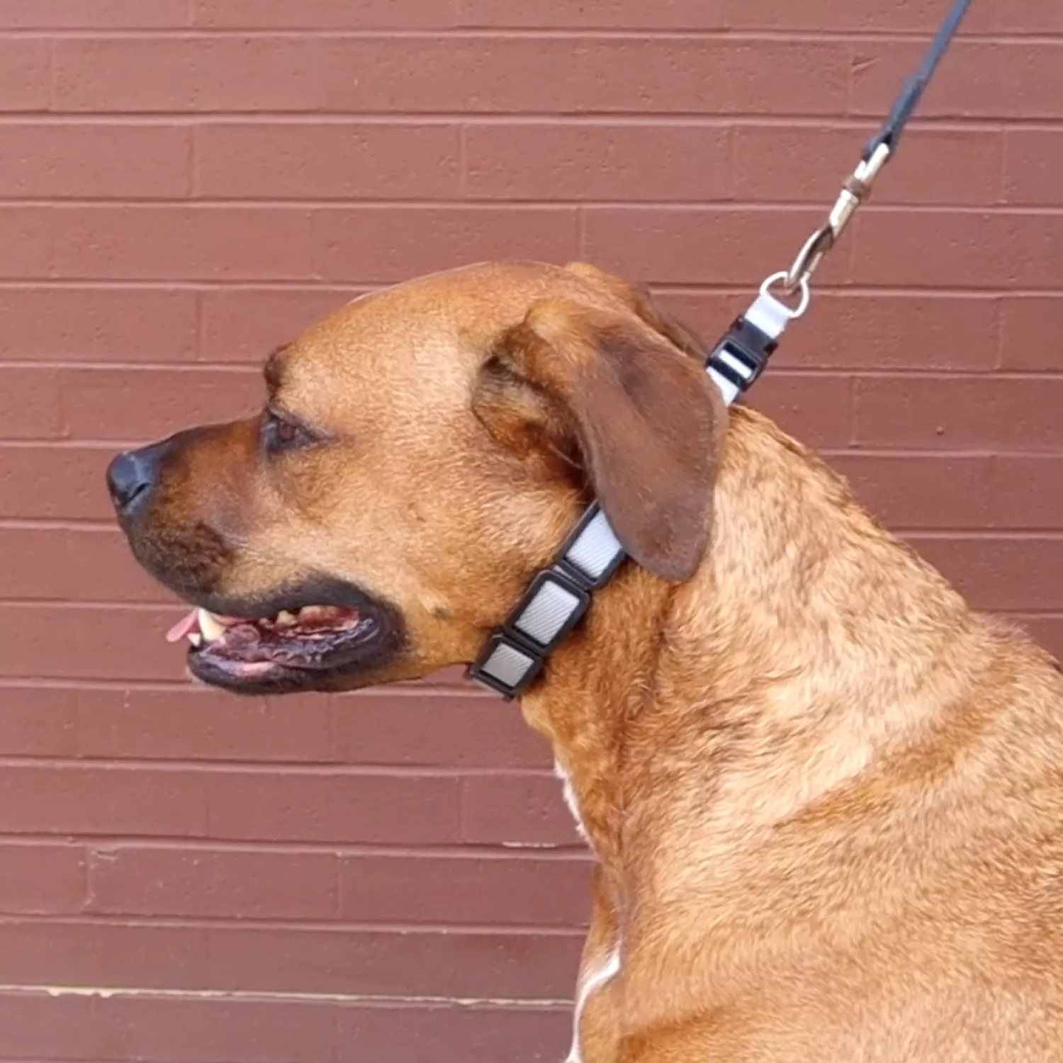 A tan dog is standing outdoors wearing a gray training collar. The collar consists of gray interlocking segments with black padded interior sections. A leash is clipped to the metal ring at the back. The dog is positioned in front of a red brick wall.