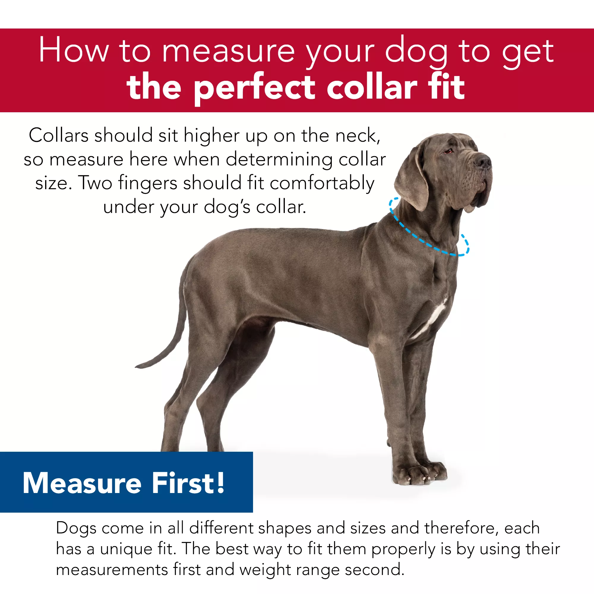 Macho Dog® Double-Ply Dog Collar with Roller Buckle