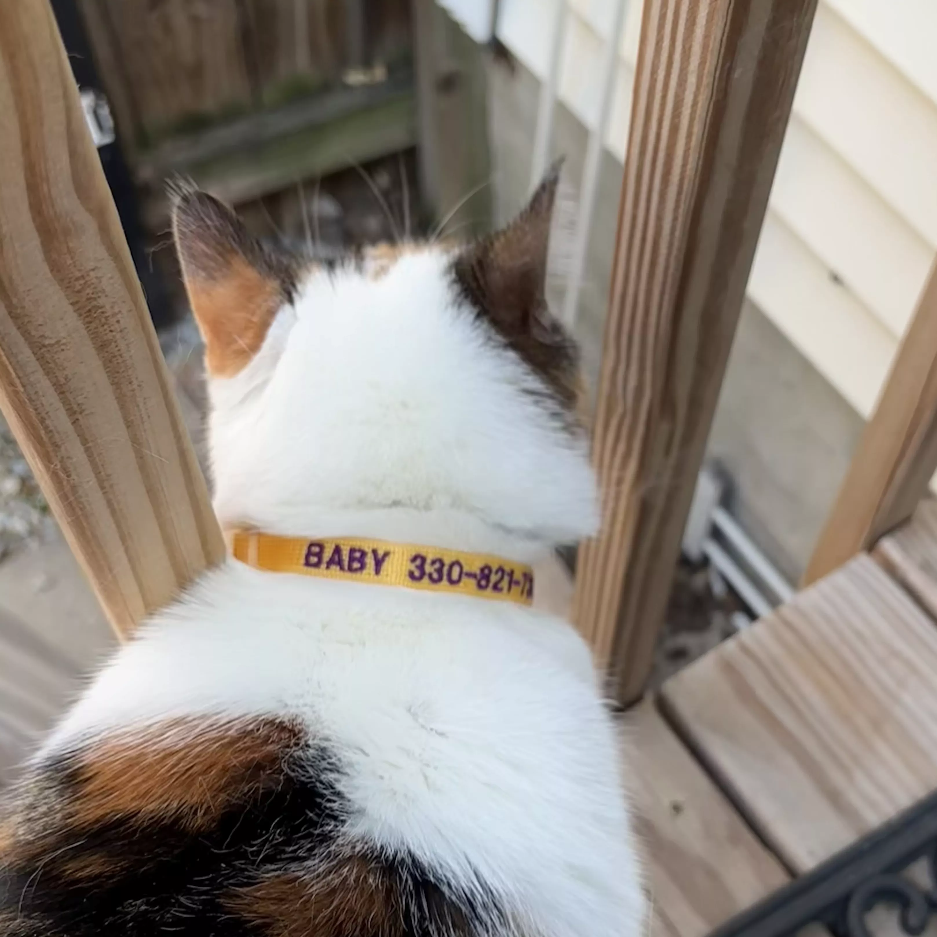 Calico cat wearing a yellow personalized collar with embroidered text.