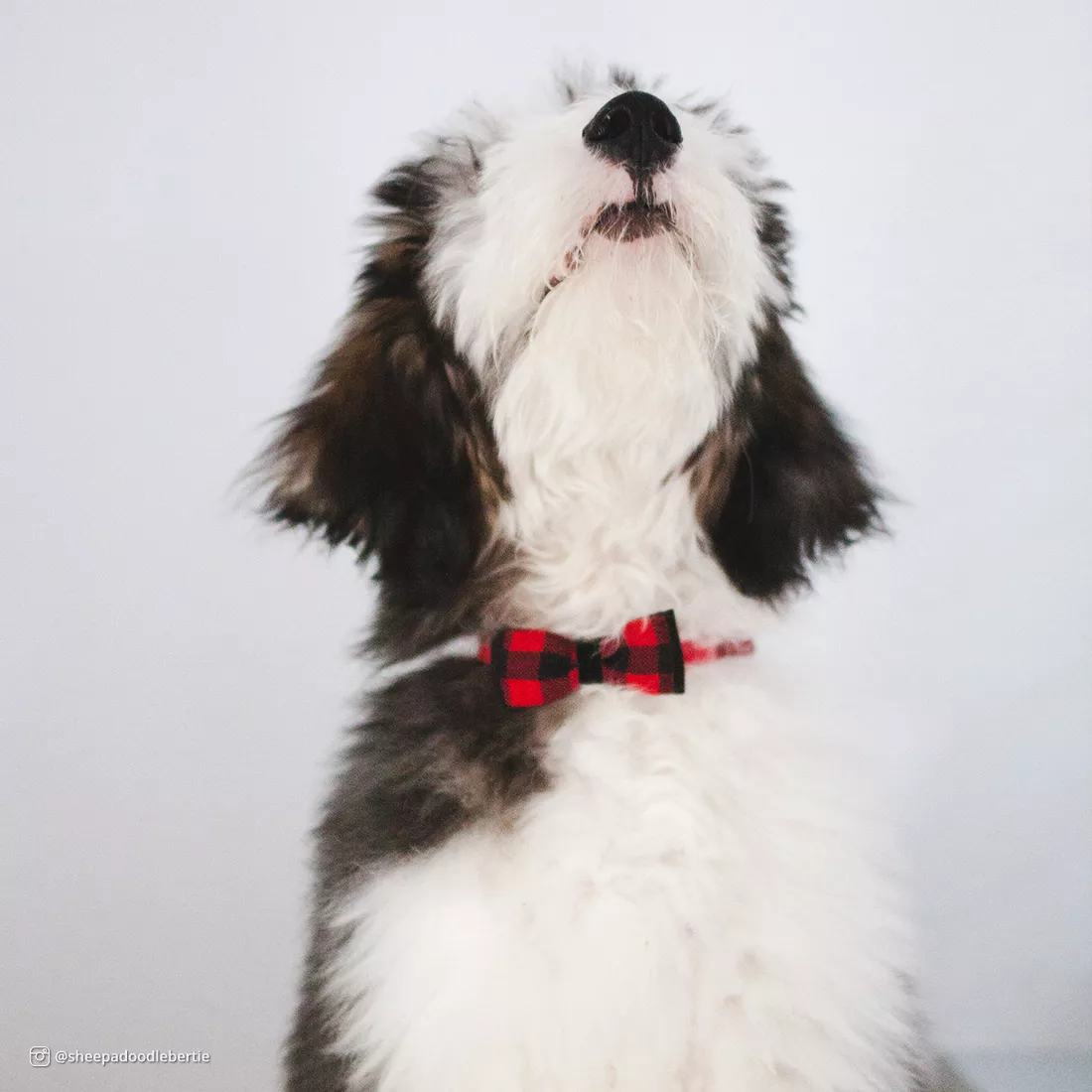 accent collar bertie.jpg