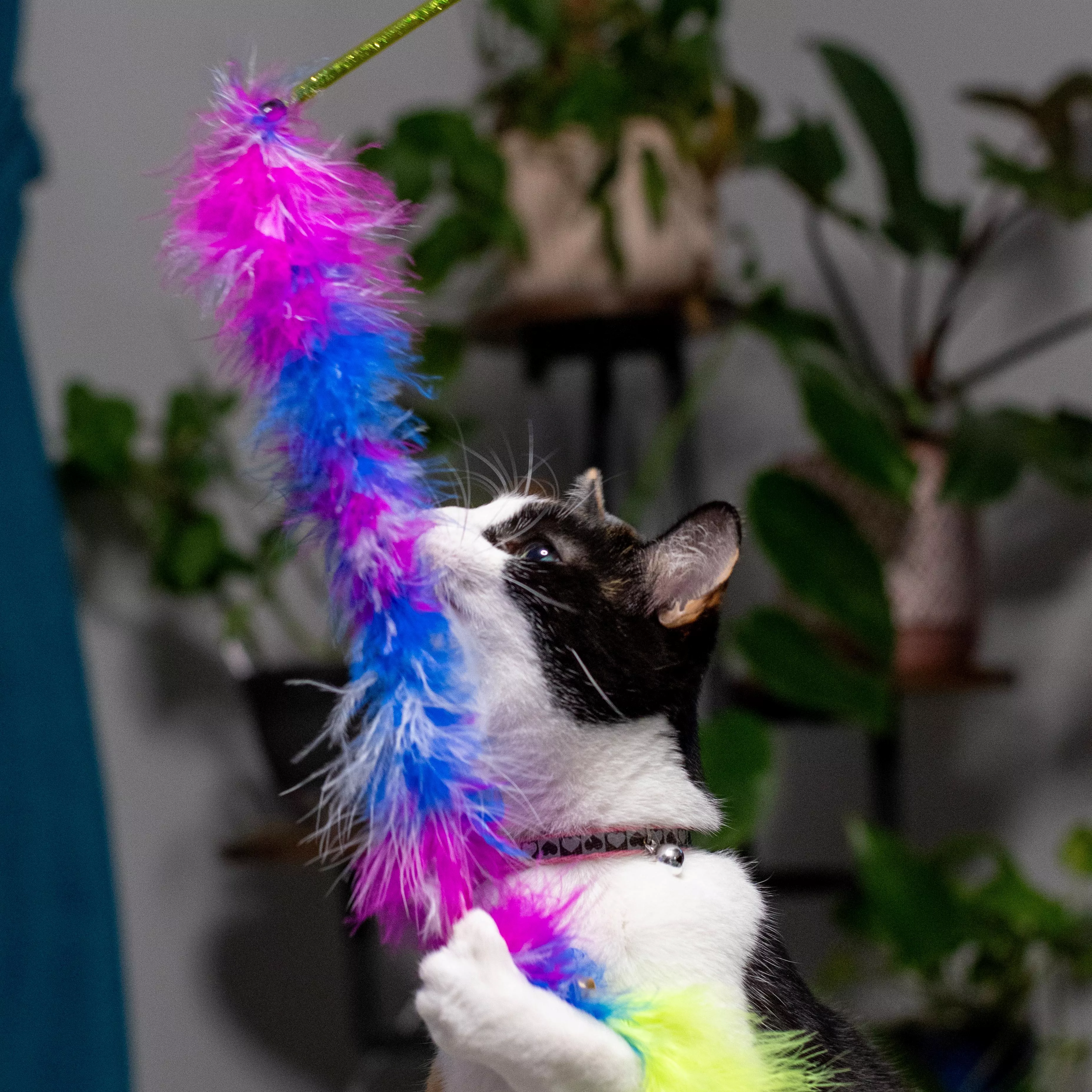 Close-up of a cat sniffing a pink, blue, and green feather teaser toy.