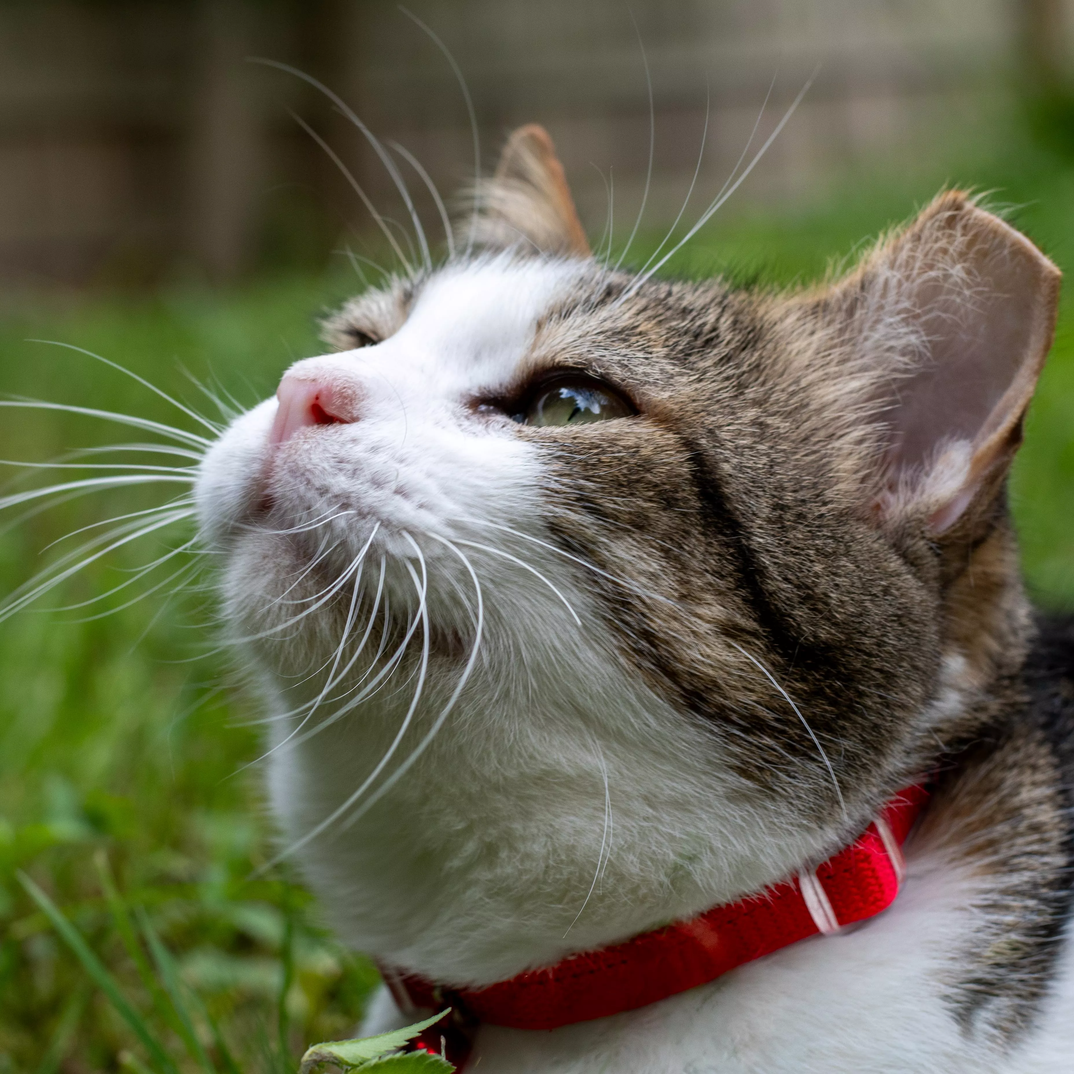 Brown tabby and white cat wearing a red collar, looking upward while resting in green grass outdoors.