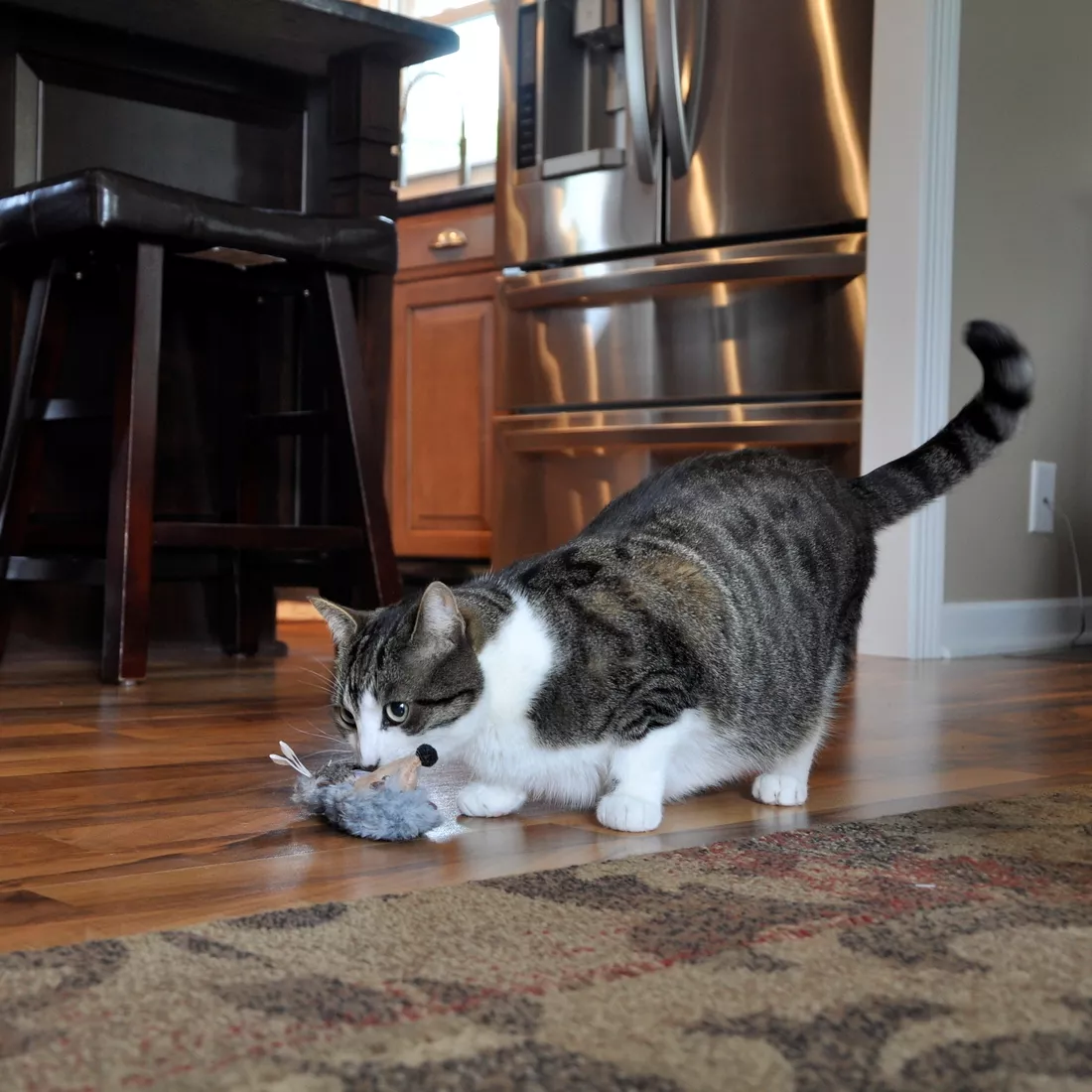 81024 HedgeHog (1).jpg