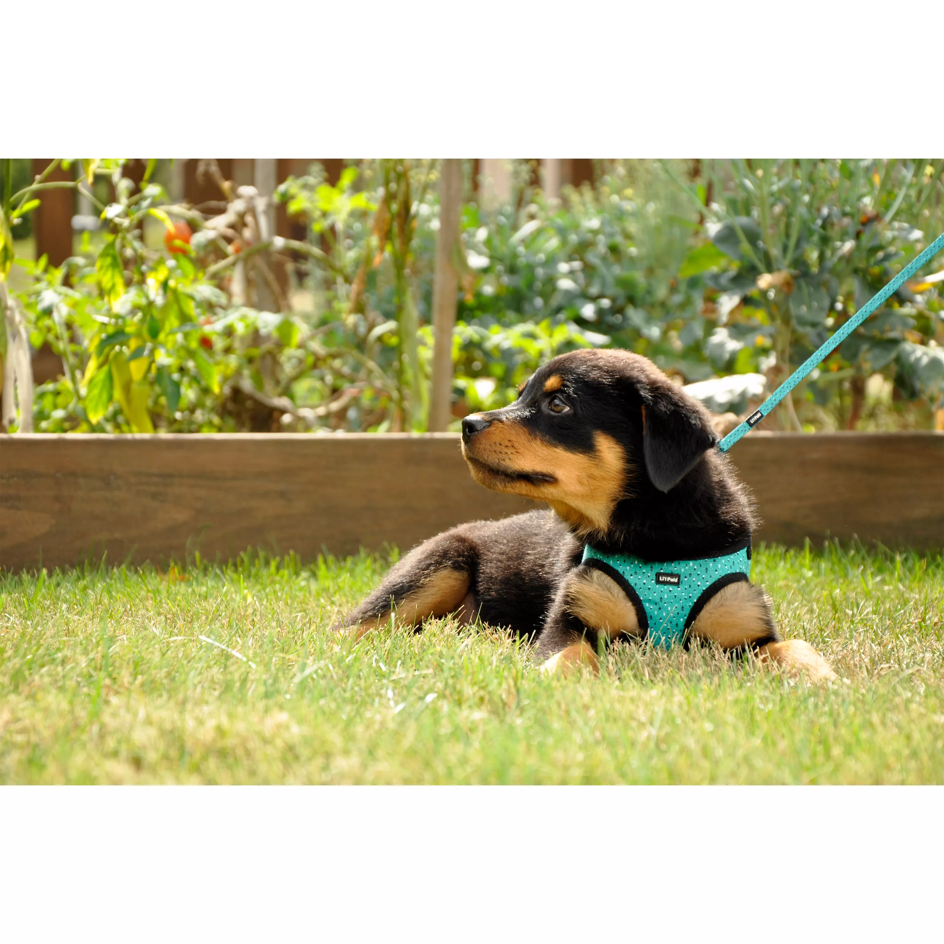 Teal and Grey Diamonds Canvas Harness 06249 TGD.jpg