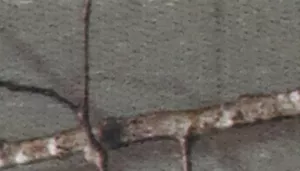 Water & Woods Adjustable Dog Collar