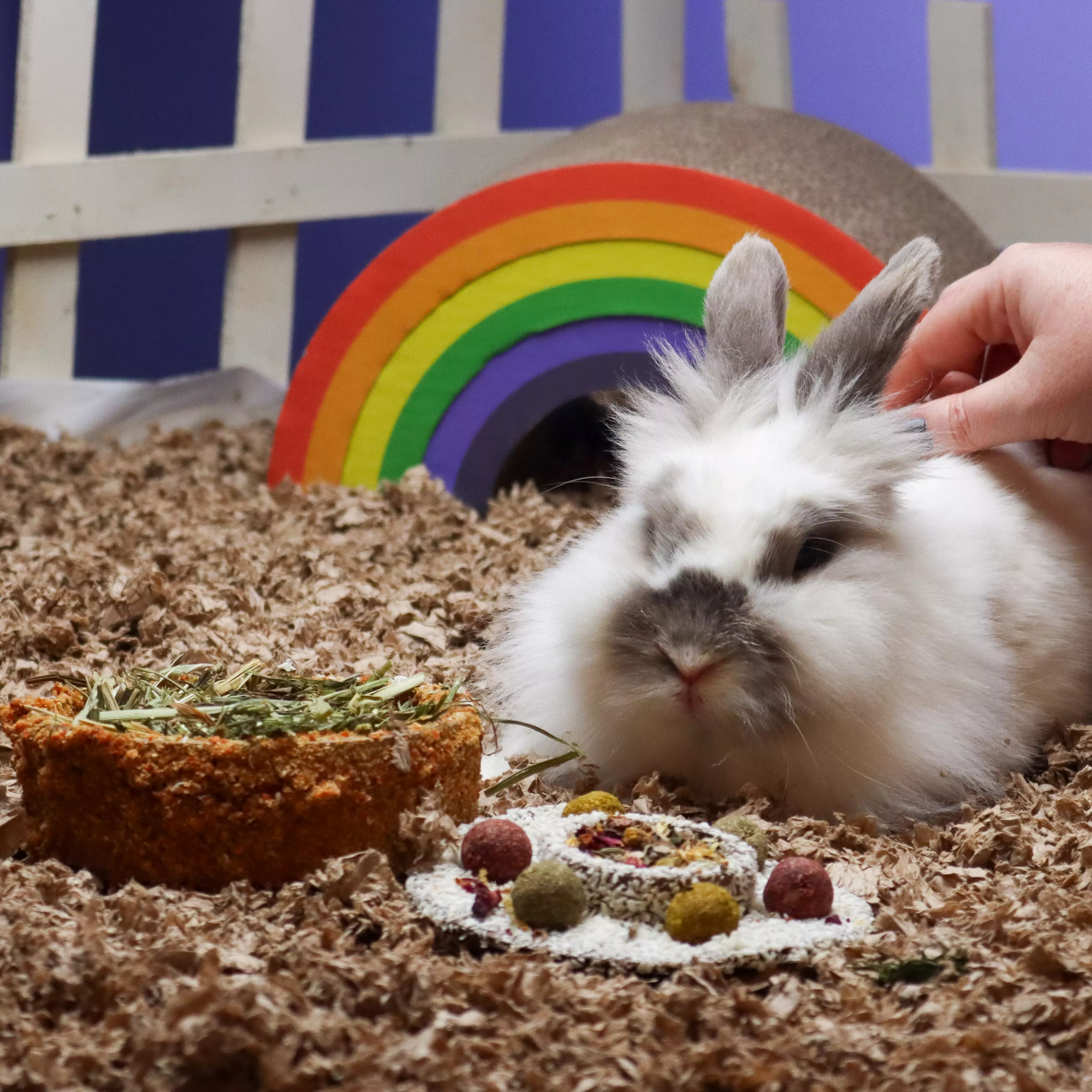 White rabbit resting on wood shavings beside an opened small animal celebration cake topped with coconut flakes, colorful herb and vegetable treats, and dried flowers. The cake reveals a filling of hay and herbal forage. A rainbow-shaped hideout is visible in the background, and a hand is gently petting the rabbit.