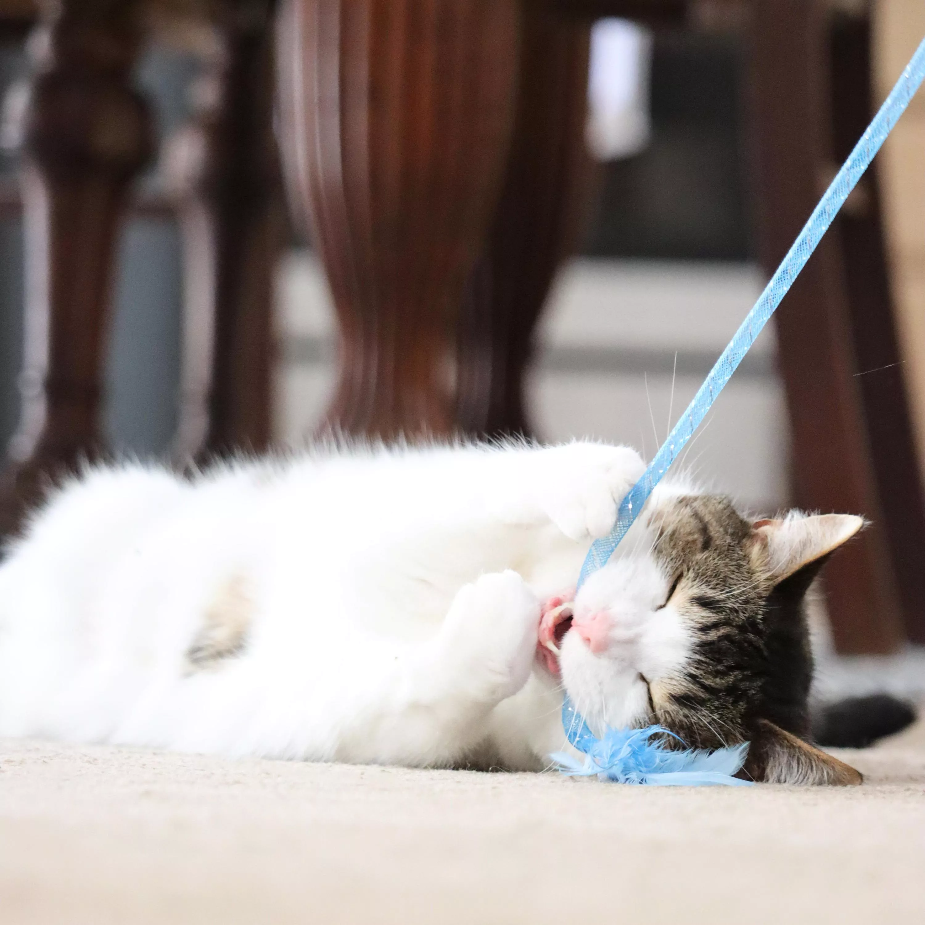A cat is stretched out on the floor, gripping the blue feather toy with its paws and teeth while the wand is held above by the string.