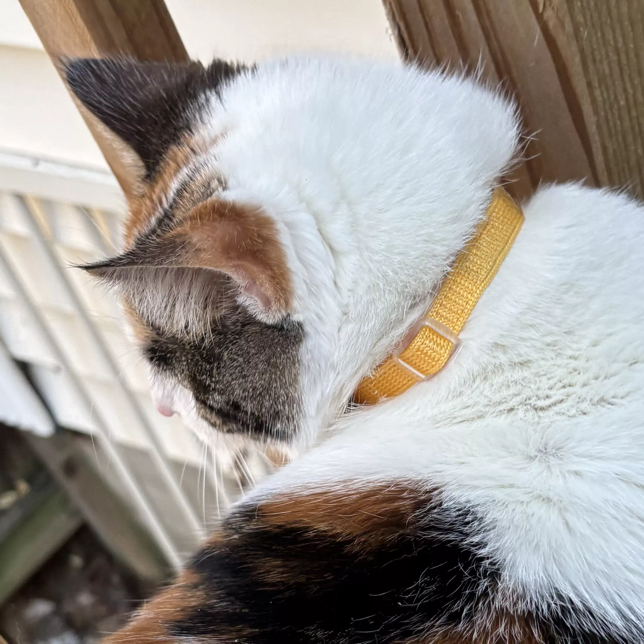 Calico cat wearing a yellow collar, viewed from the side while resting on a wooden structure.