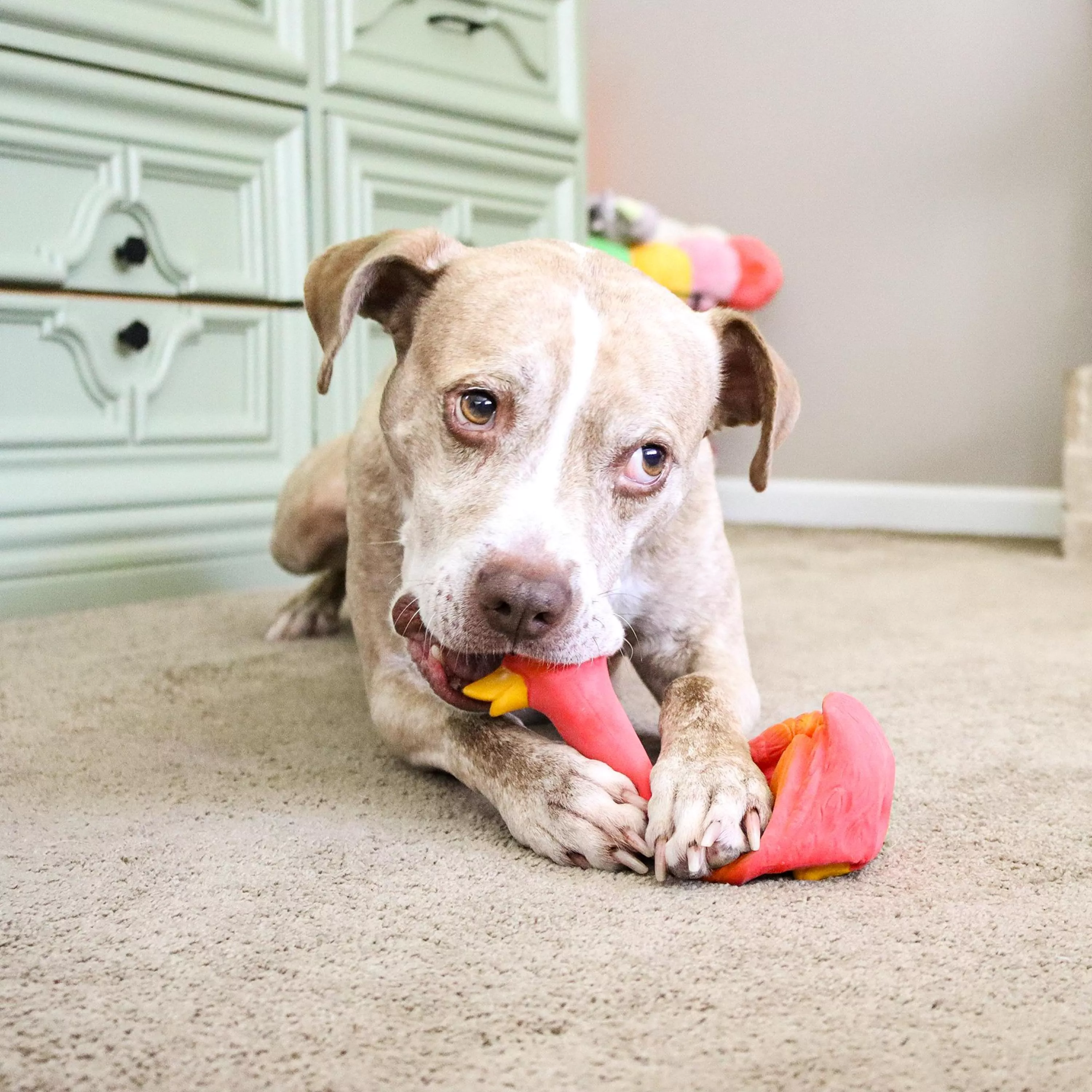 83188  R REDDOG_9-2.jpg