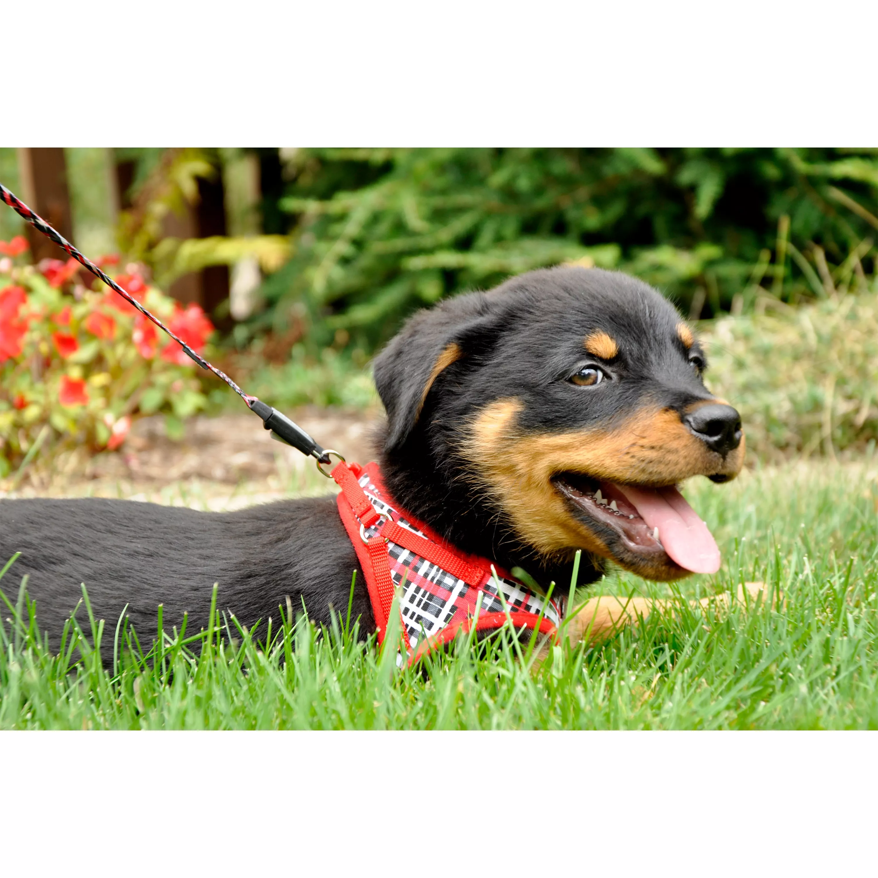 Red and Grey Plaid Canvas Harness 06249 RYP.jpg